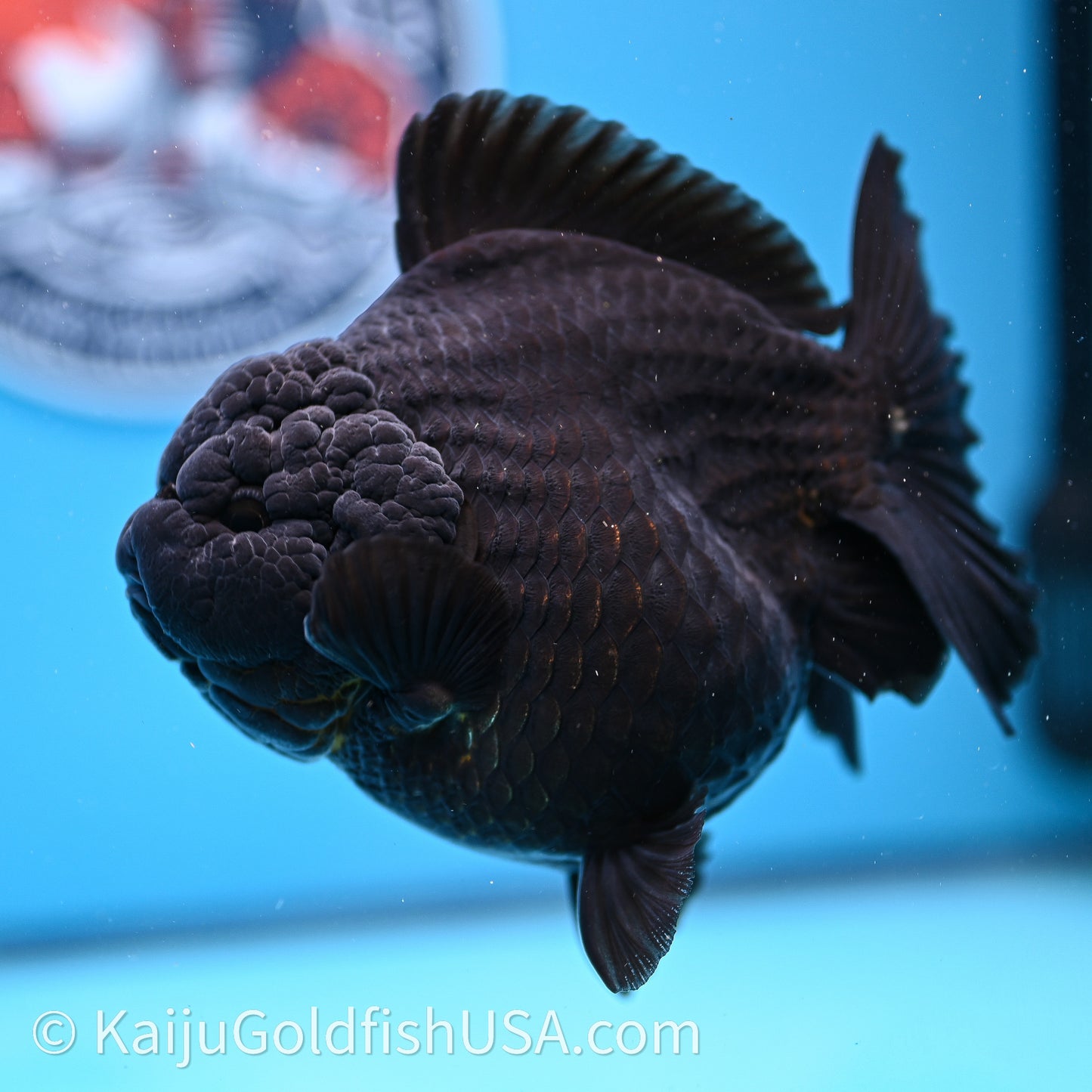 Jumbo Shogun Godzilla Jet Black Oranda 5in Body (240726_OR12) - Kaiju Goldfish USA