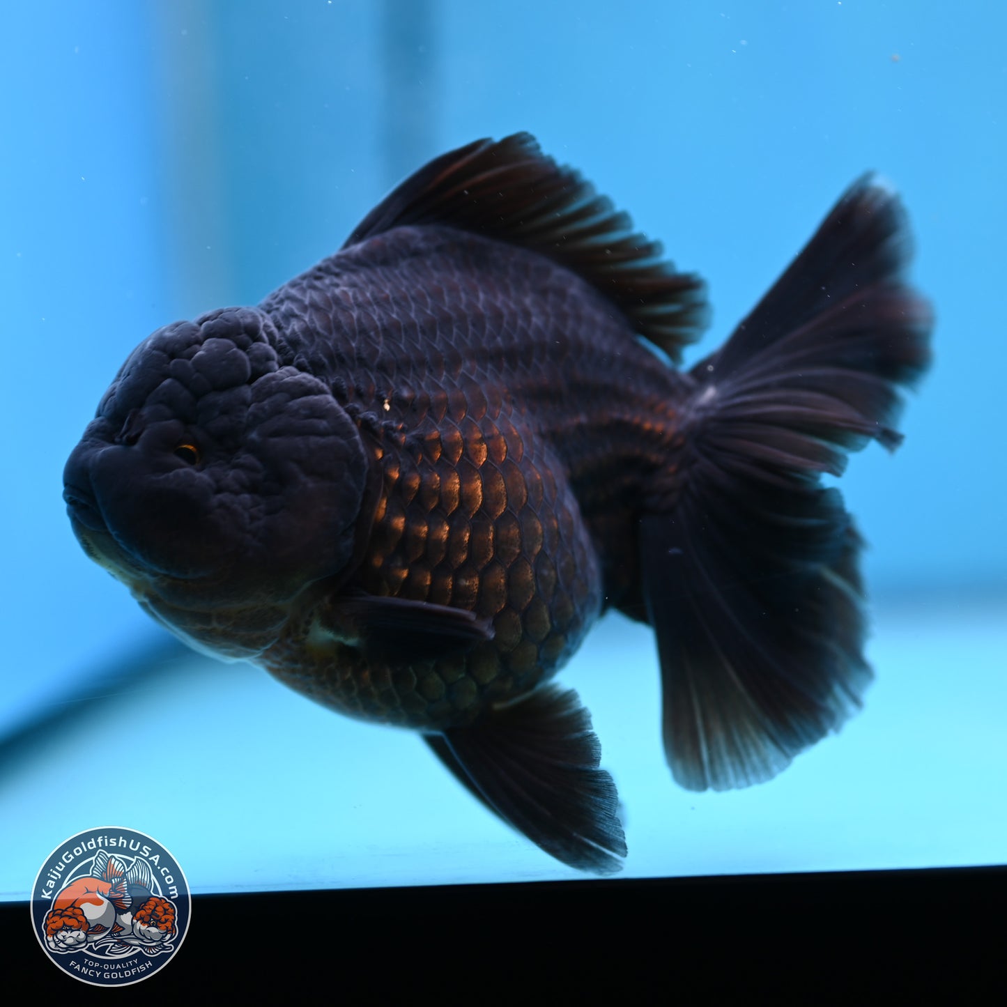 Jet Black Oranda 5.5 inches - Female (241115_OR12) - Kaiju Goldfish USA