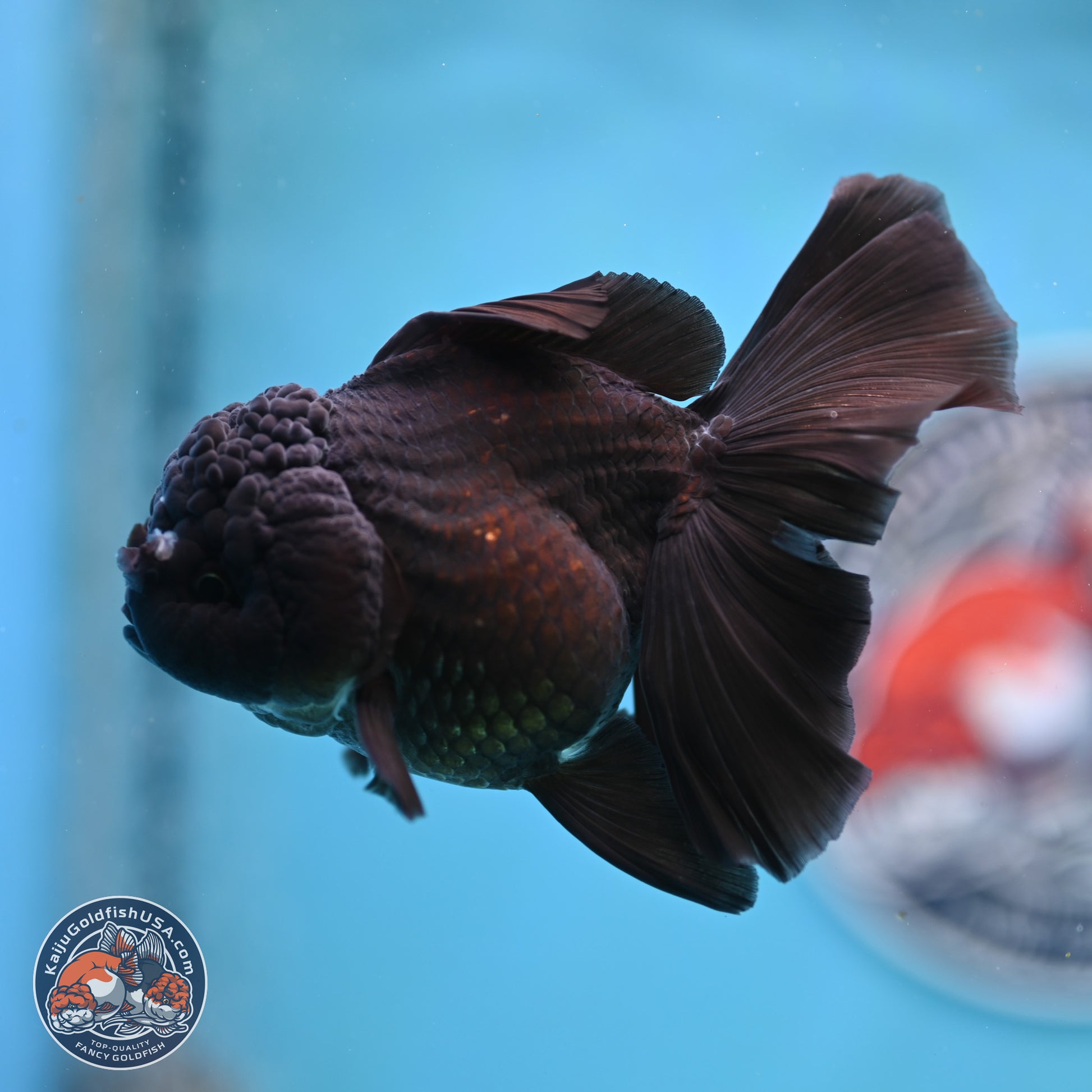 Black Rose Tail Oranda 3-4.5 inches (240906_OR12) - Kaiju Goldfish USA