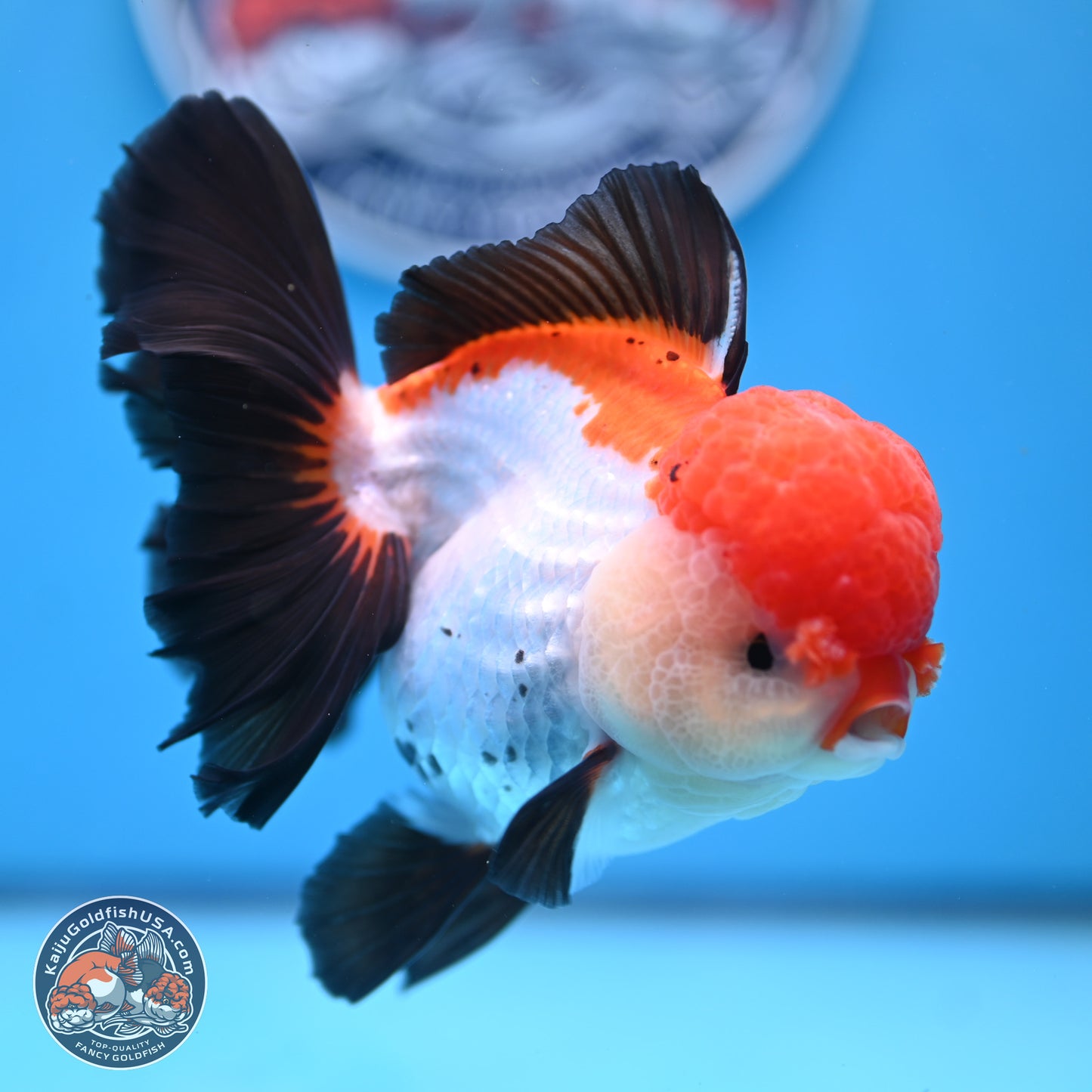 Large Tricolor Rose Tail Oranda 5.5 inches (241025_OR12) - Kaiju Goldfish USA