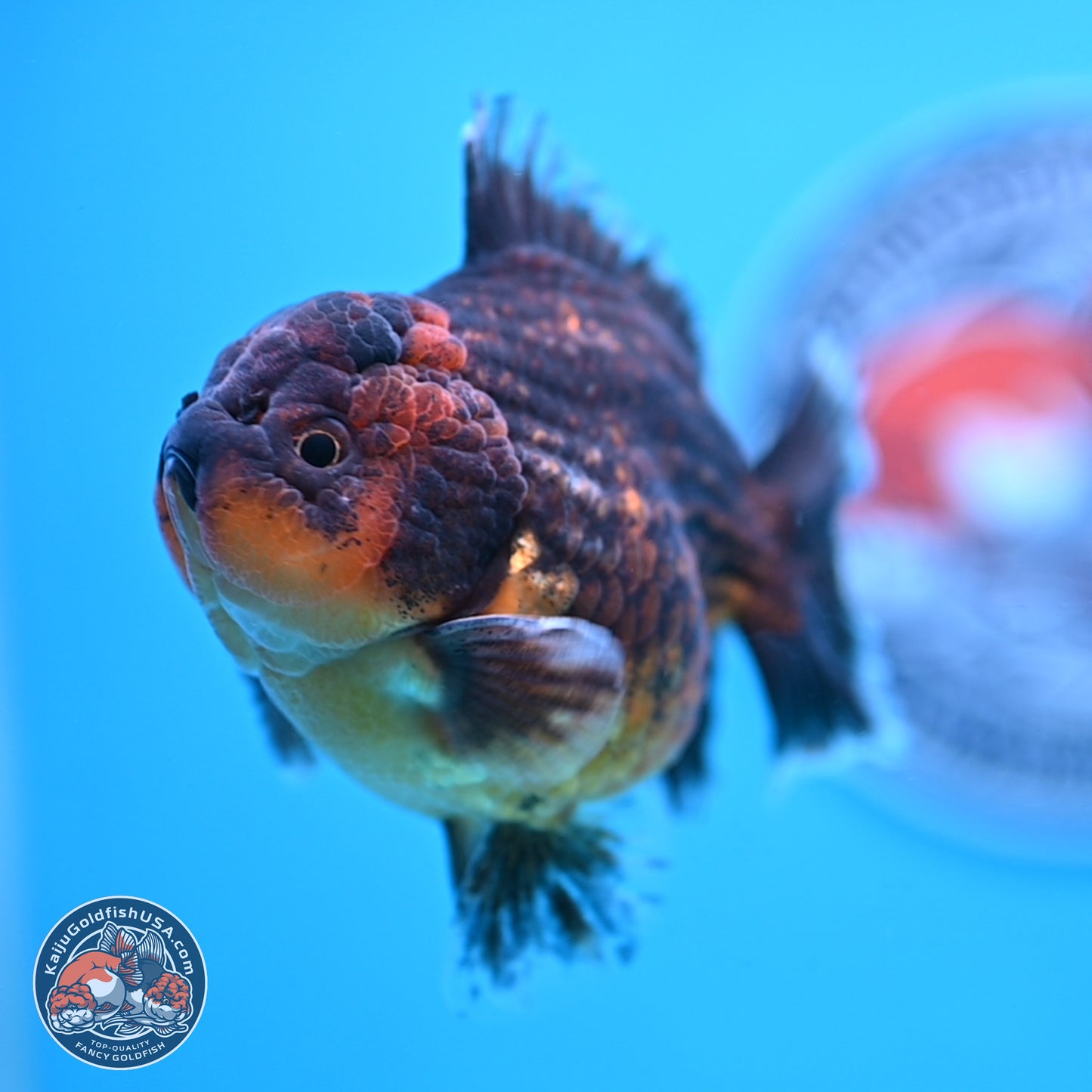 Shogun Red Kirin Oranda 4 inches Body - Female (250207_OR12)