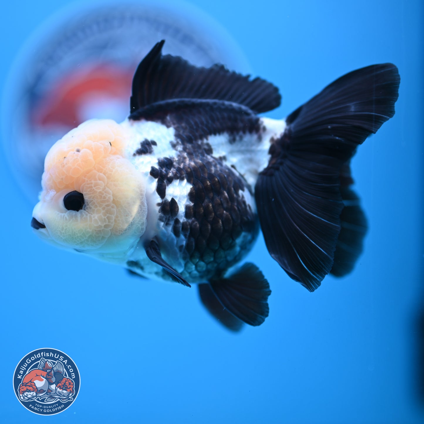 Panda Rose Tail Oranda 4.5 inches - Female (241122_OR12) - Kaiju Goldfish USA