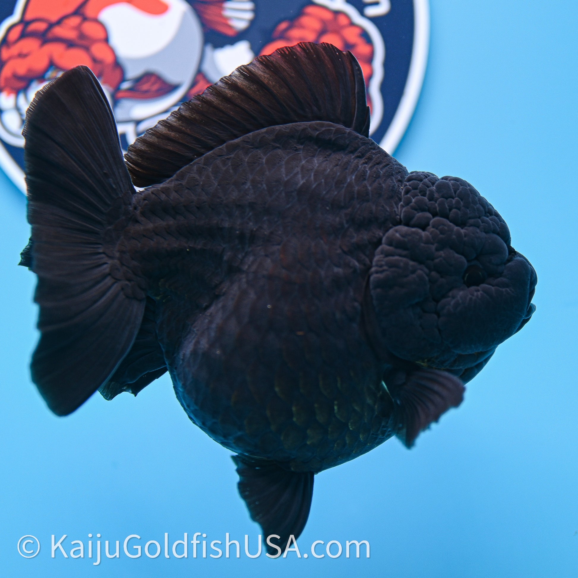 Jumbo Shogun Godzilla Jet Black Oranda 5in Body (240726_OR12) - Kaiju Goldfish USA