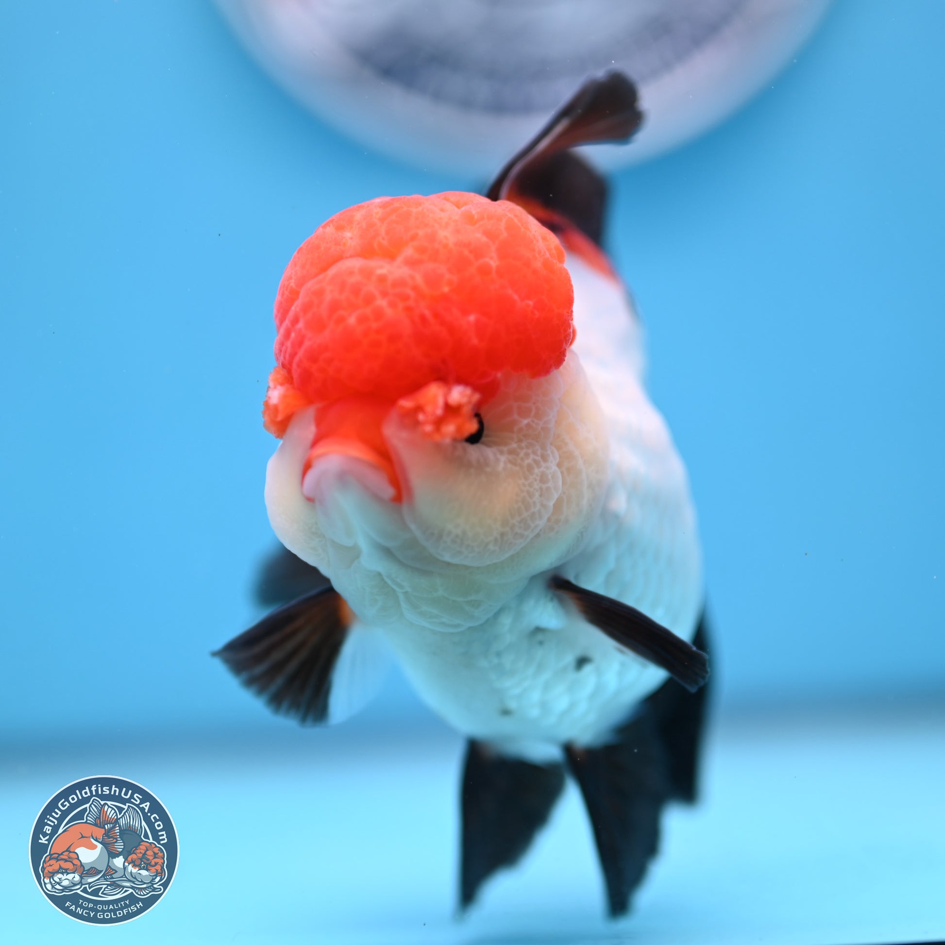 Large Tricolor Rose Tail Oranda 5.5 inches (241025_OR12) - Kaiju Goldfish USA