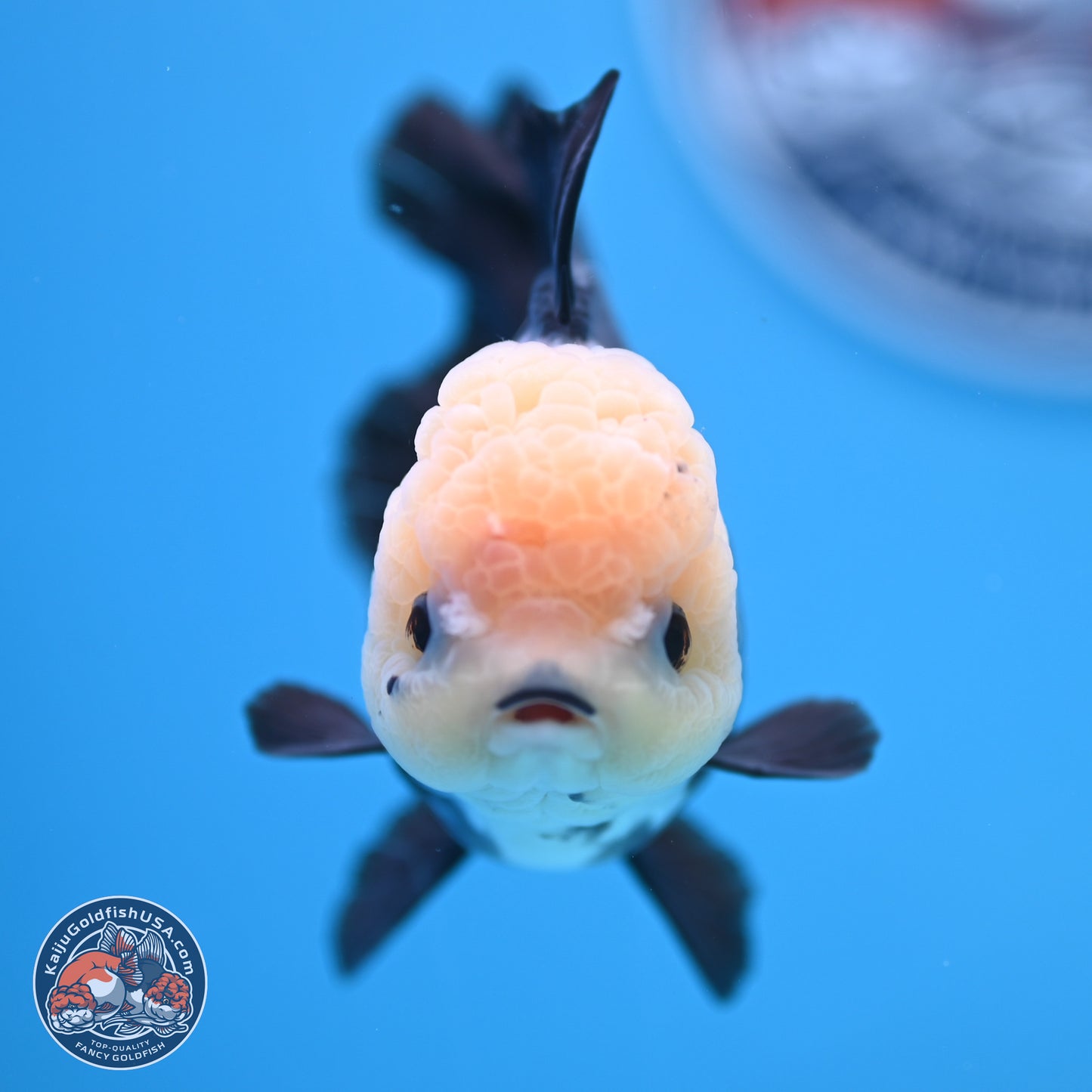 Panda Rose Tail Oranda 4.5 inches - Female (241122_OR12) - Kaiju Goldfish USA