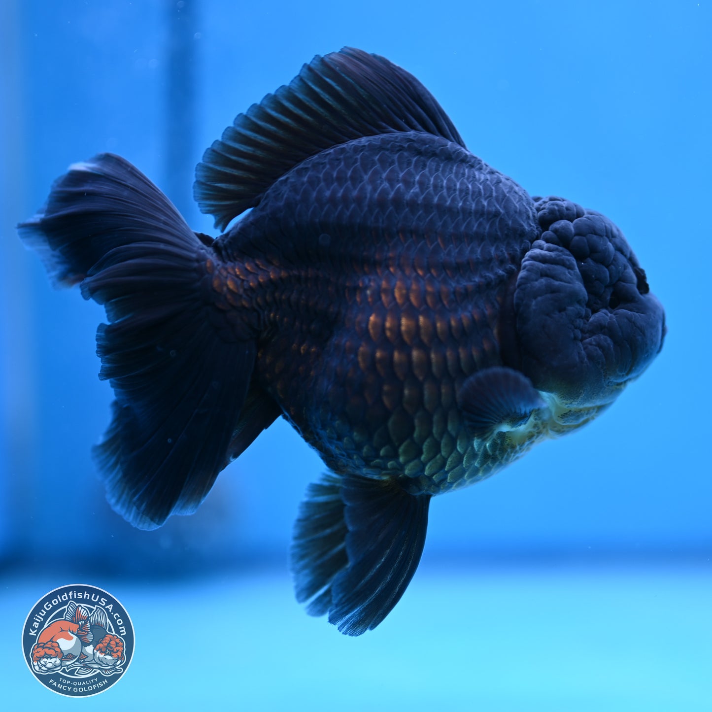 Jet Black Oranda 5.5 inches - Female (241115_OR12) - Kaiju Goldfish USA