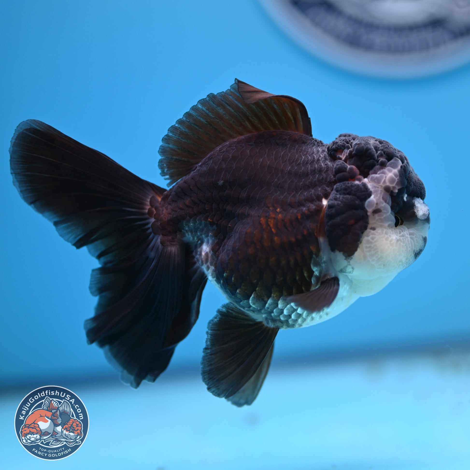 Panda Rose Tail Oranda 4.5 inches - Female (241206_OR12) - Kaiju Goldfish USA