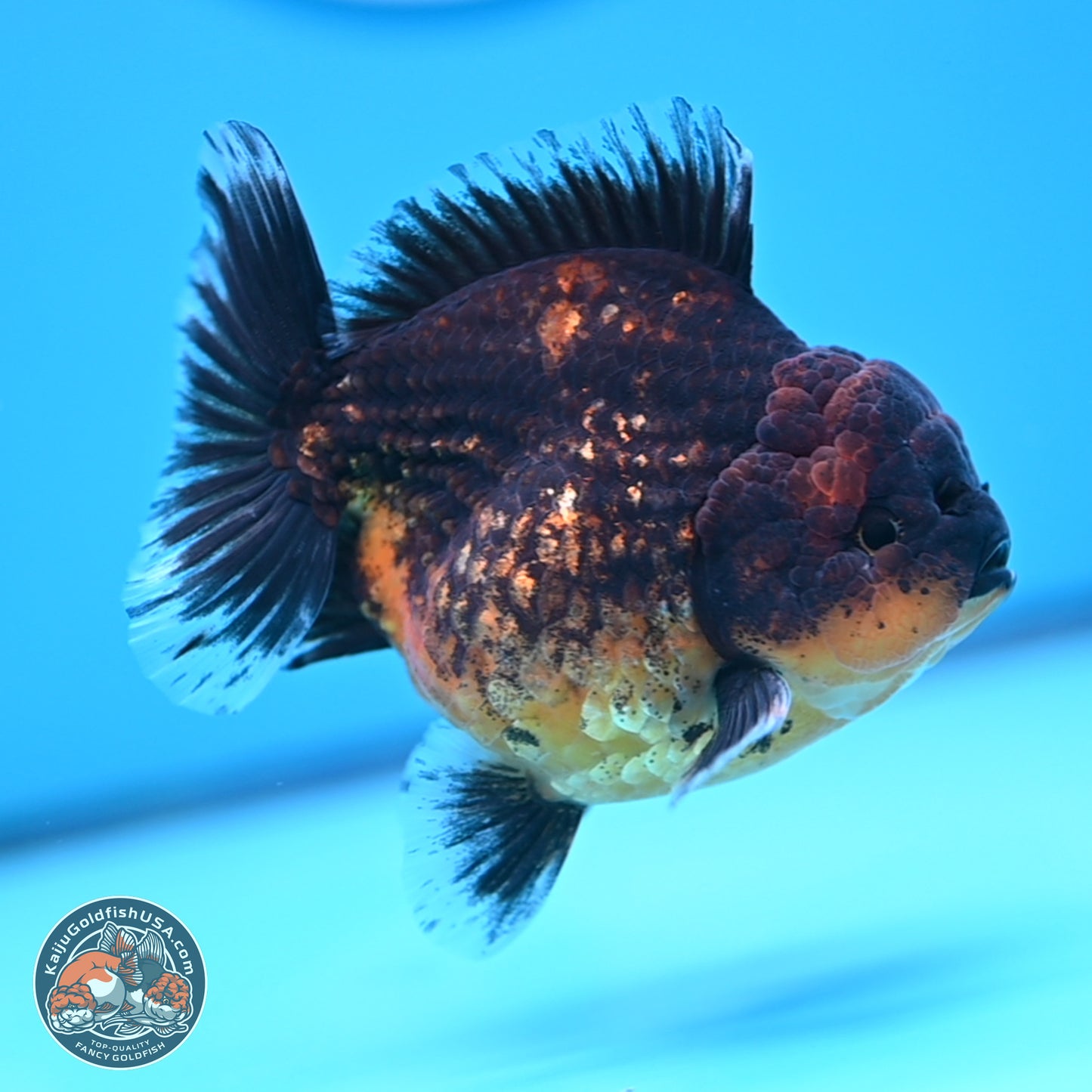 Shogun Red Kirin Oranda 4 inches Body - Female (250207_OR12)