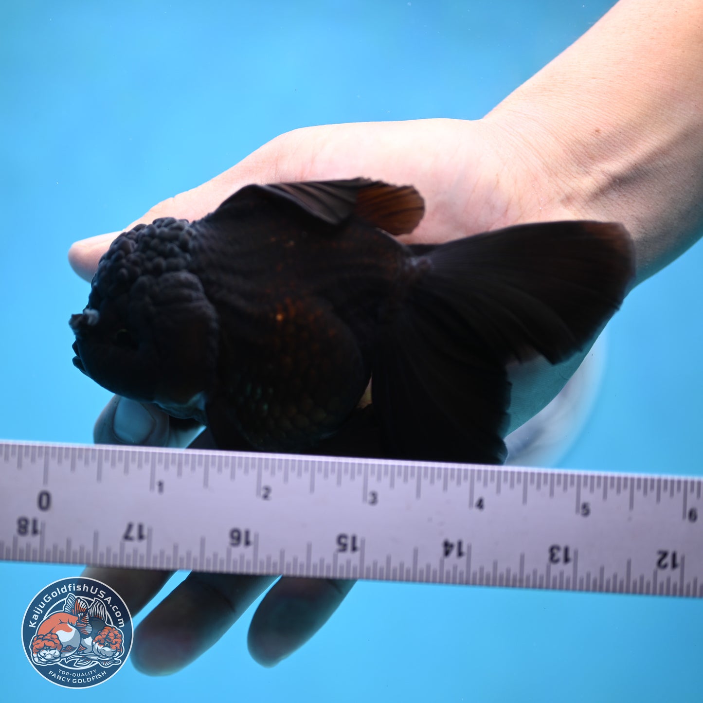 Black Rose Tail Oranda 3-4.5 inches (240906_OR12) - Kaiju Goldfish USA