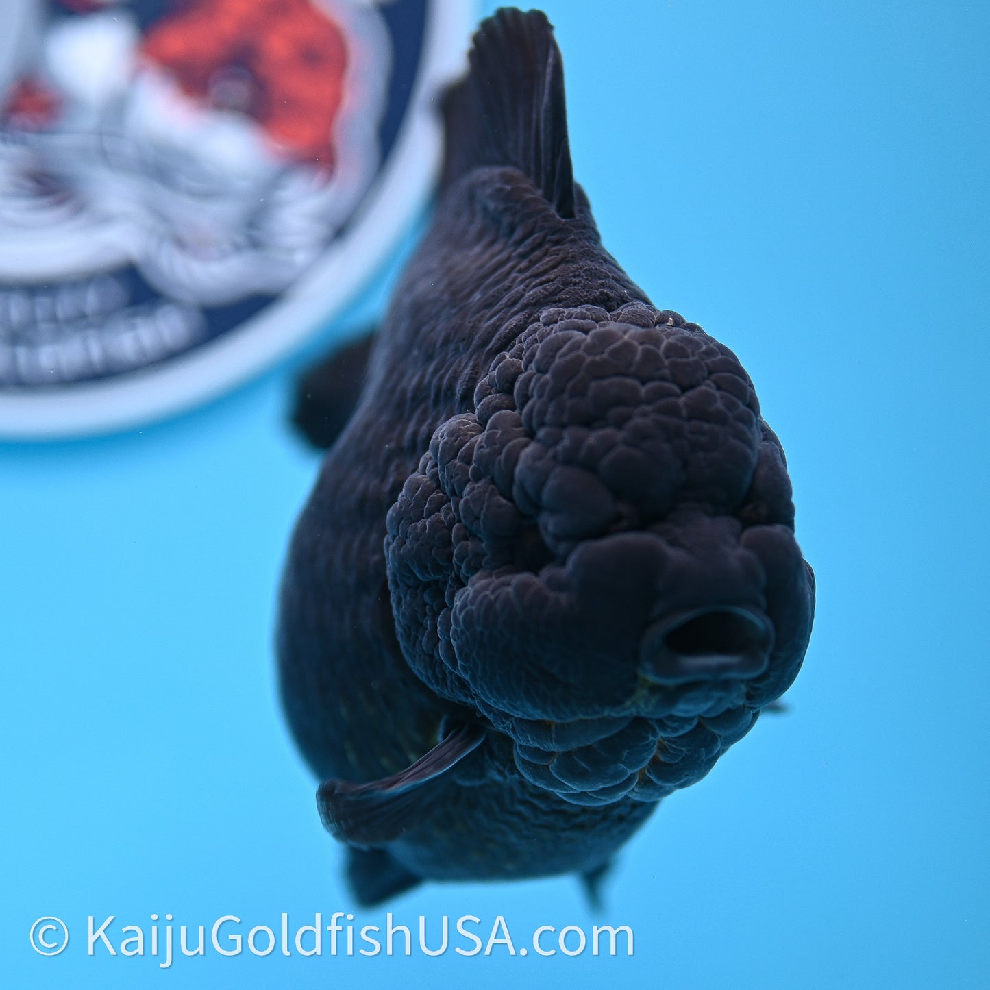 Jumbo Shogun Godzilla Jet Black Oranda 5in Body (240726_OR12) - Kaiju Goldfish USA