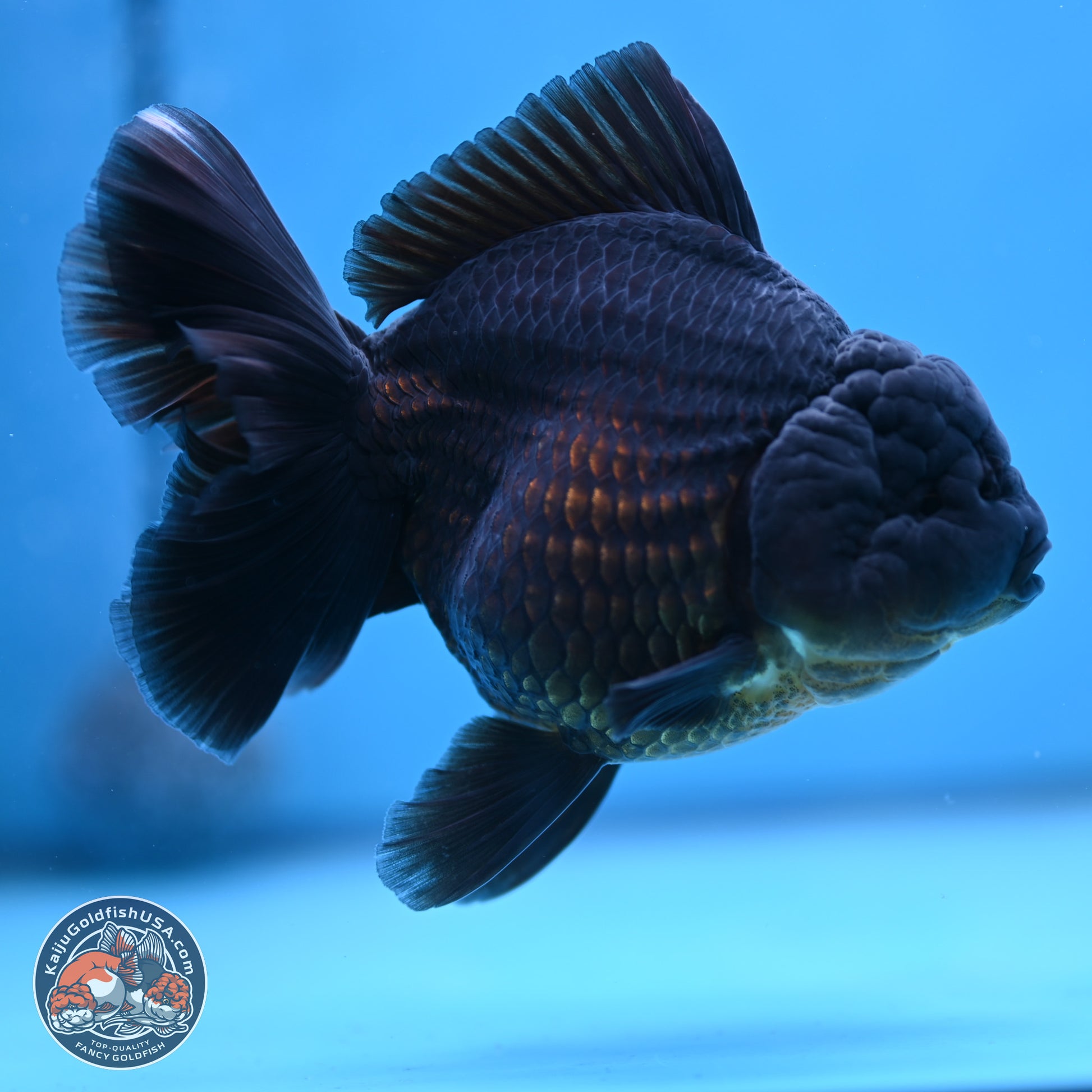 Jet Black Oranda 5.5 inches - Female (241115_OR12) - Kaiju Goldfish USA