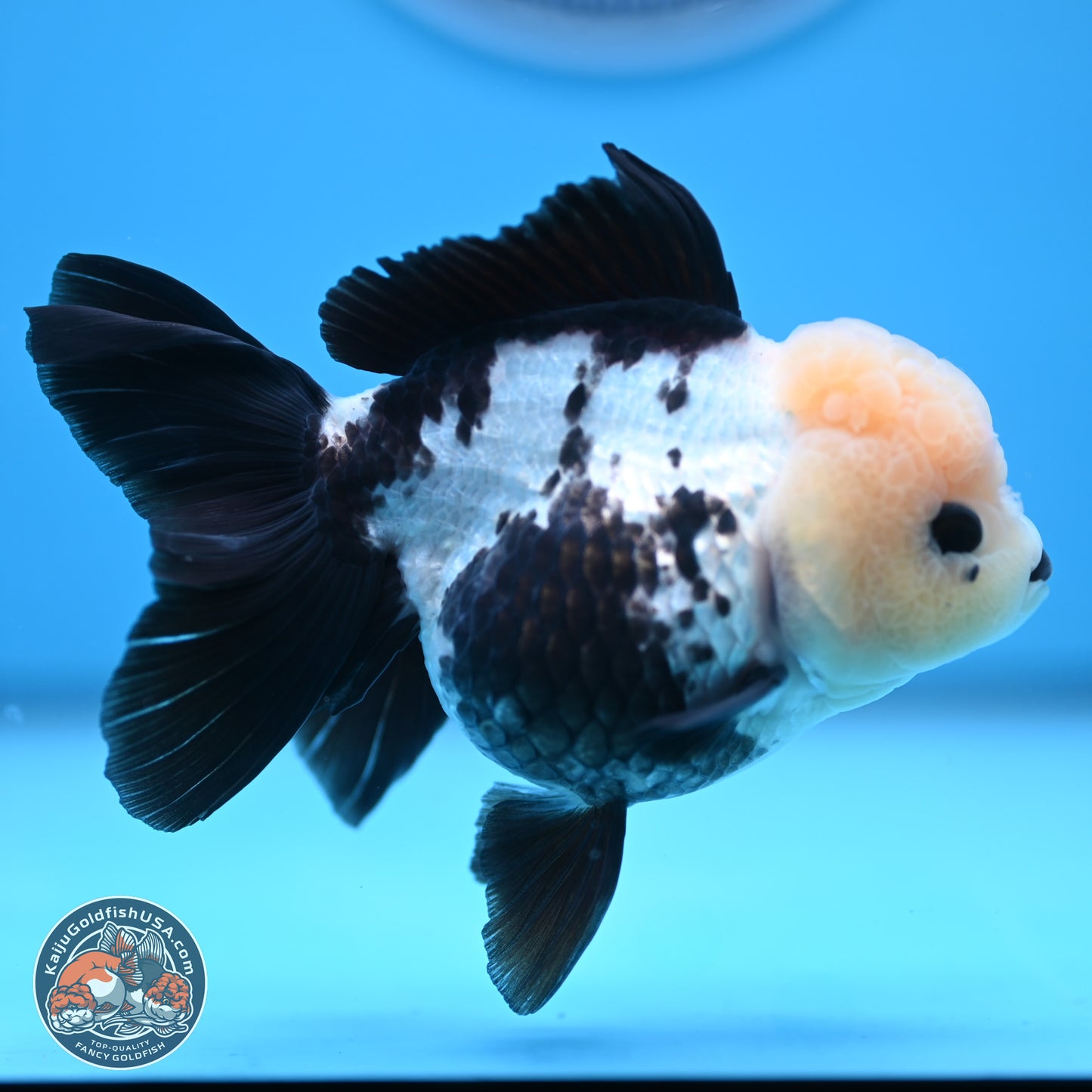 Panda Rose Tail Oranda 4.5 inches - Female (241122_OR12) - Kaiju Goldfish USA