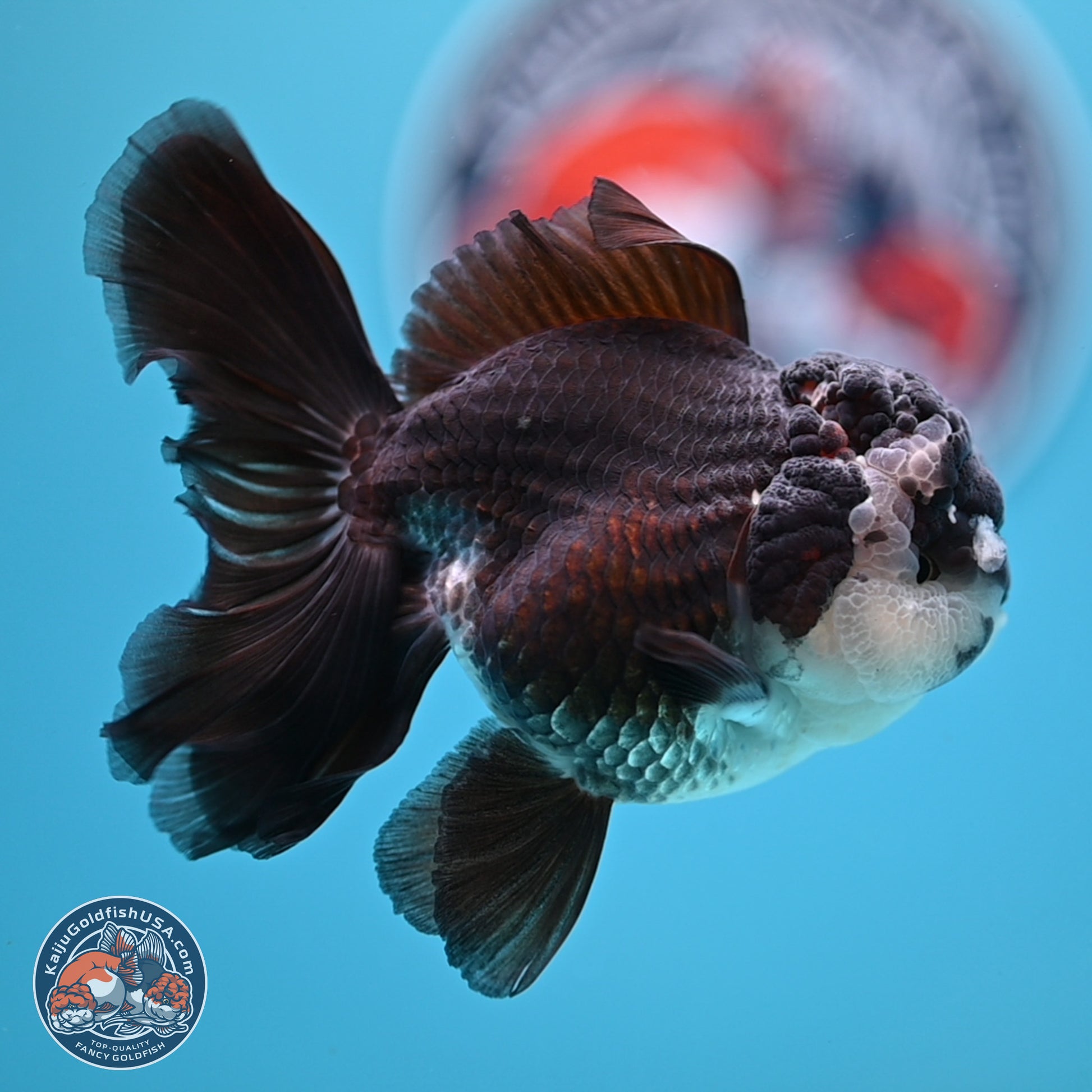 Panda Rose Tail Oranda 4.5 inches - Female (241206_OR12) - Kaiju Goldfish USA