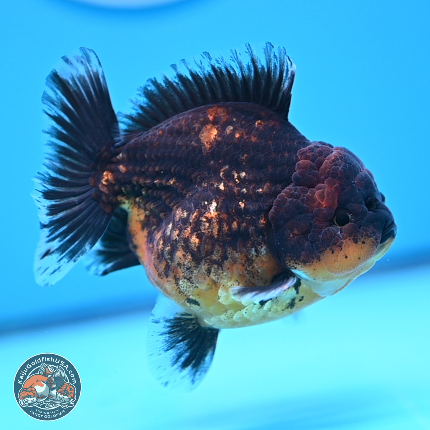 Shogun Red Kirin Oranda 4 inches Body - Female (250207_OR12)