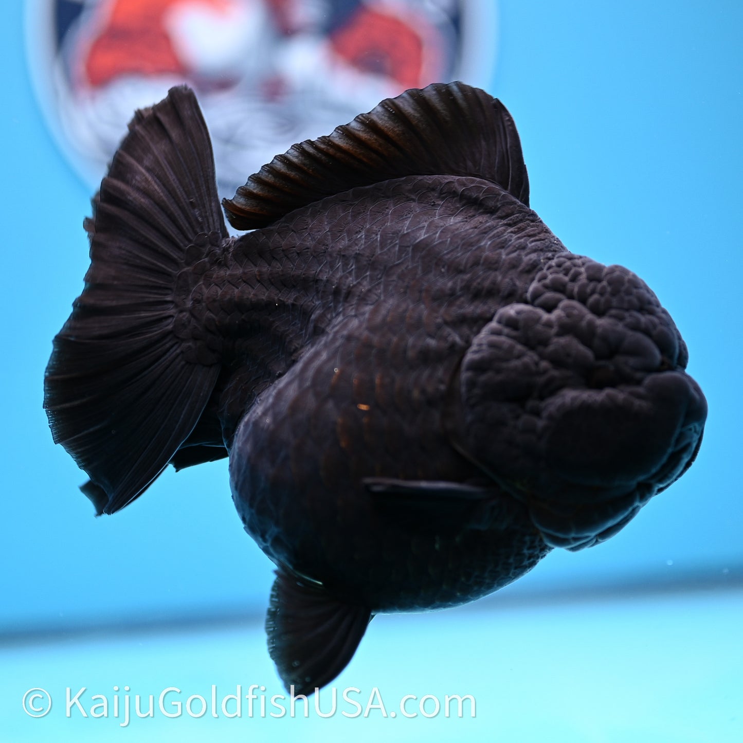 Jumbo Shogun Godzilla Jet Black Oranda 5in Body (240726_OR12) - Kaiju Goldfish USA