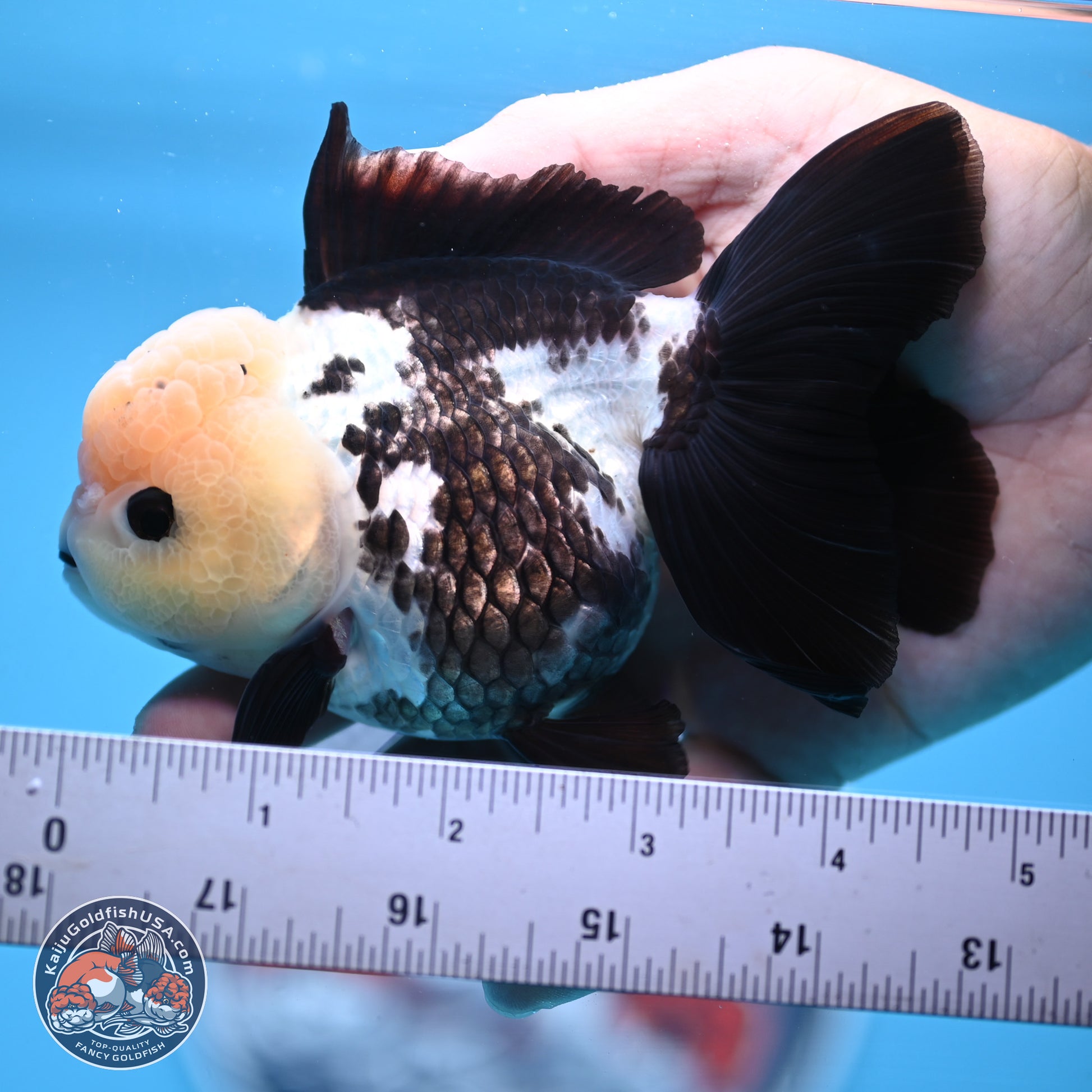 Panda Rose Tail Oranda 4.5 inches - Female (241122_OR12) - Kaiju Goldfish USA