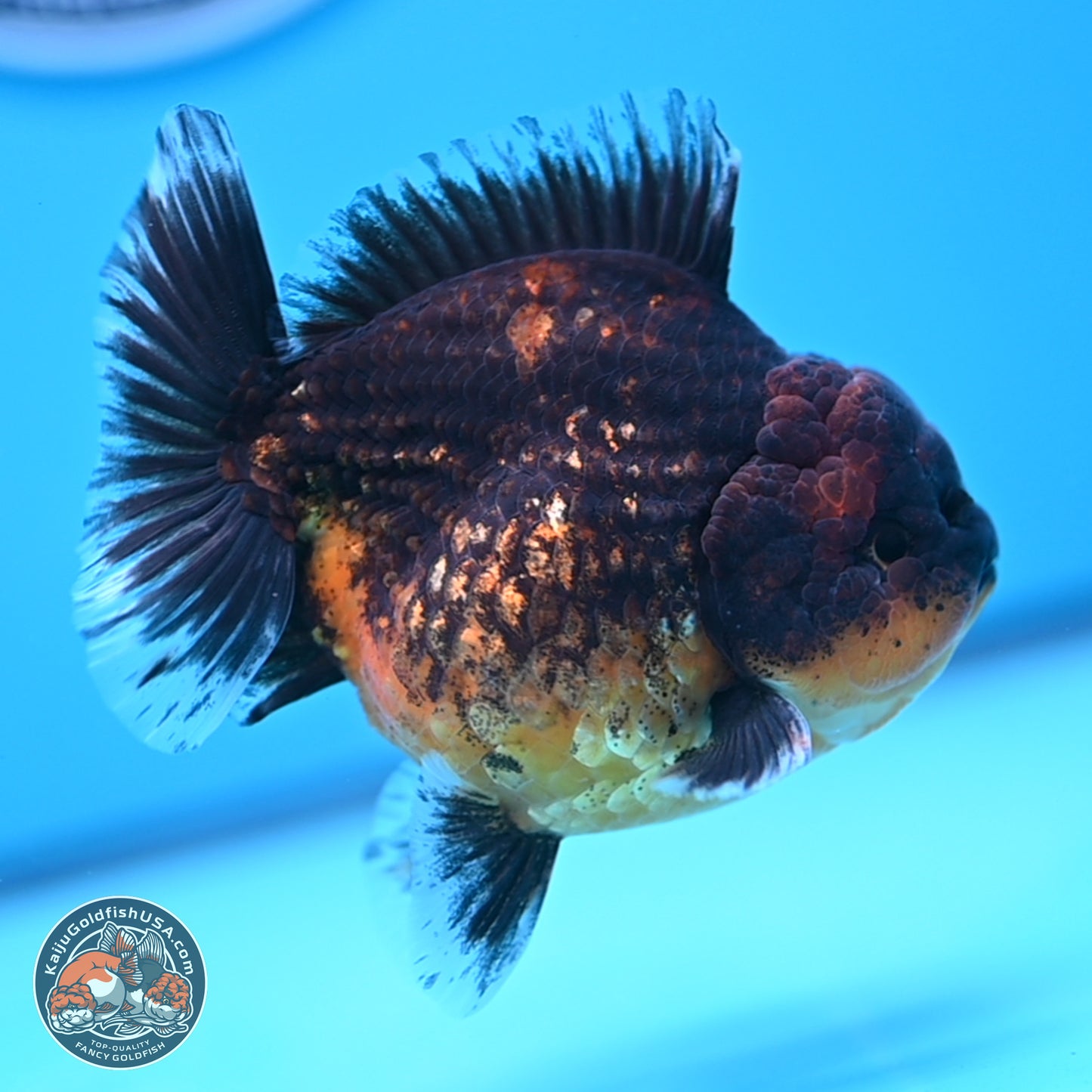 Shogun Red Kirin Oranda 4 inches Body - Female (250207_OR12)