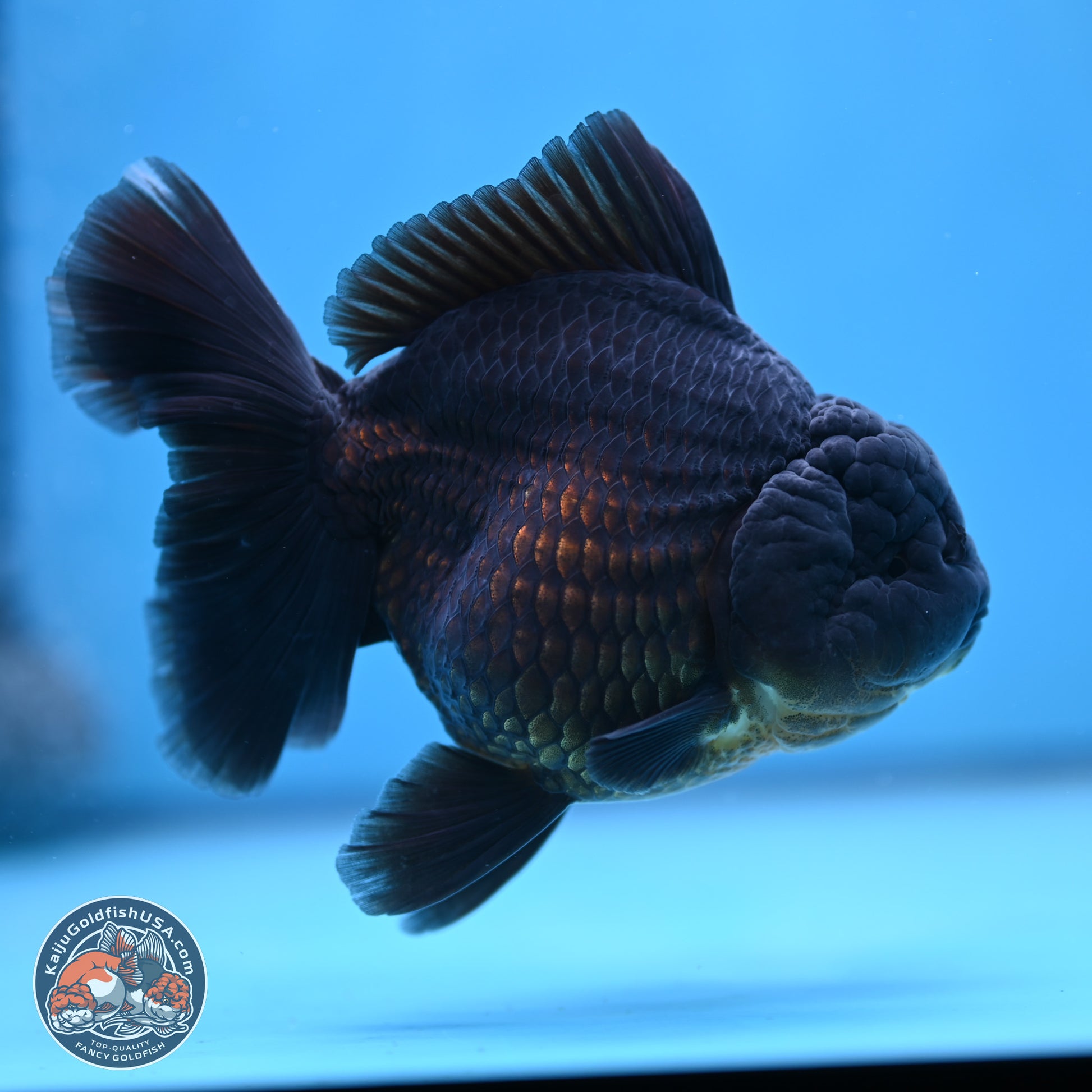 Jet Black Oranda 5.5 inches - Female (241115_OR12) - Kaiju Goldfish USA