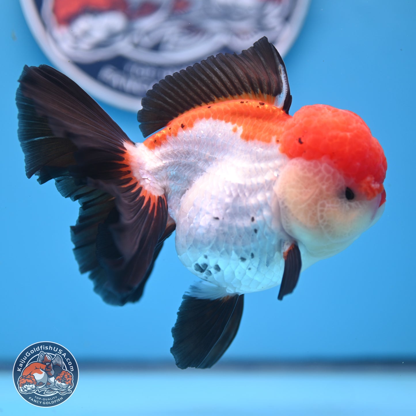 Large Tricolor Rose Tail Oranda 5.5 inches (241025_OR12) - Kaiju Goldfish USA