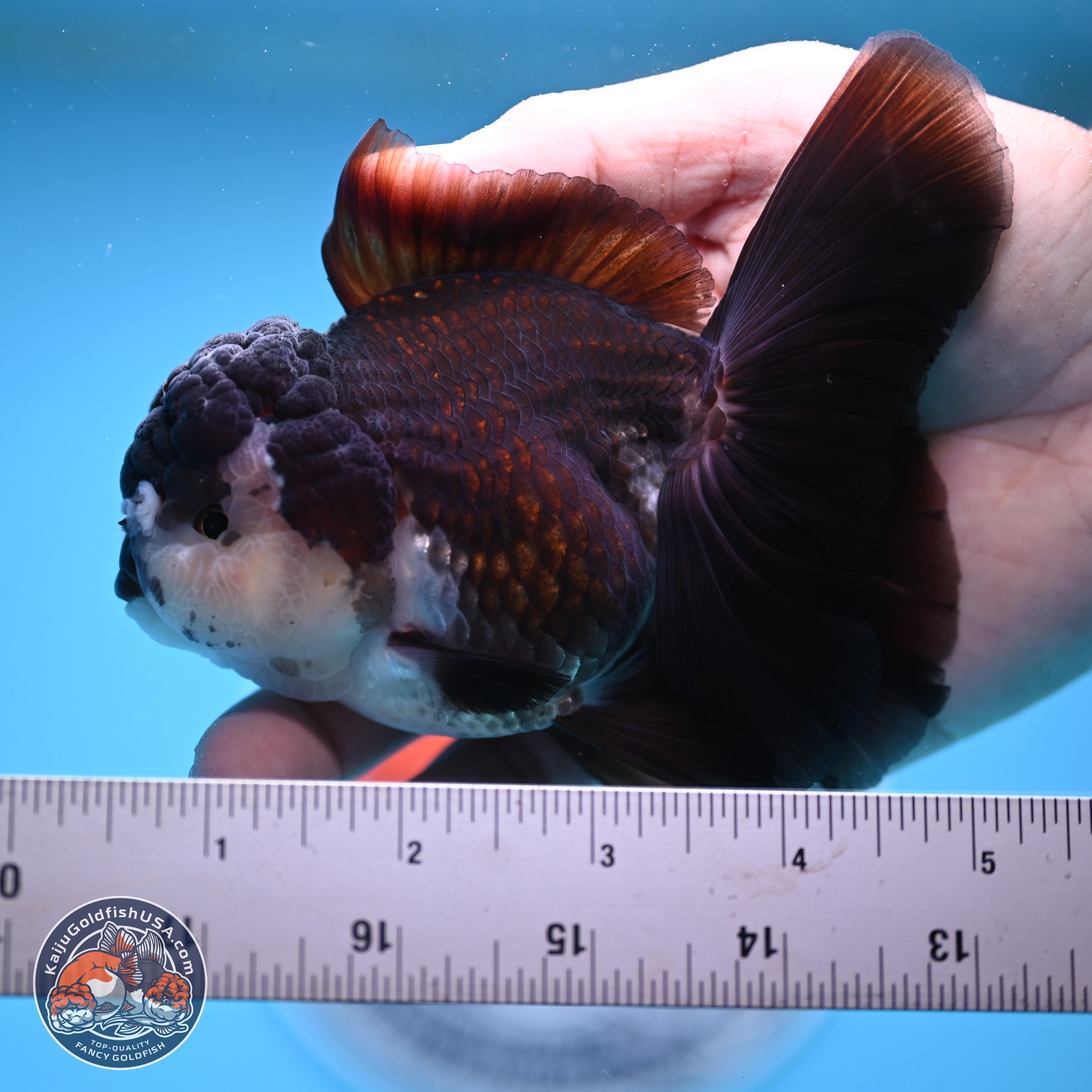 Panda Rose Tail Oranda 4.5 inches - Female (241206_OR12) - Kaiju Goldfish USA