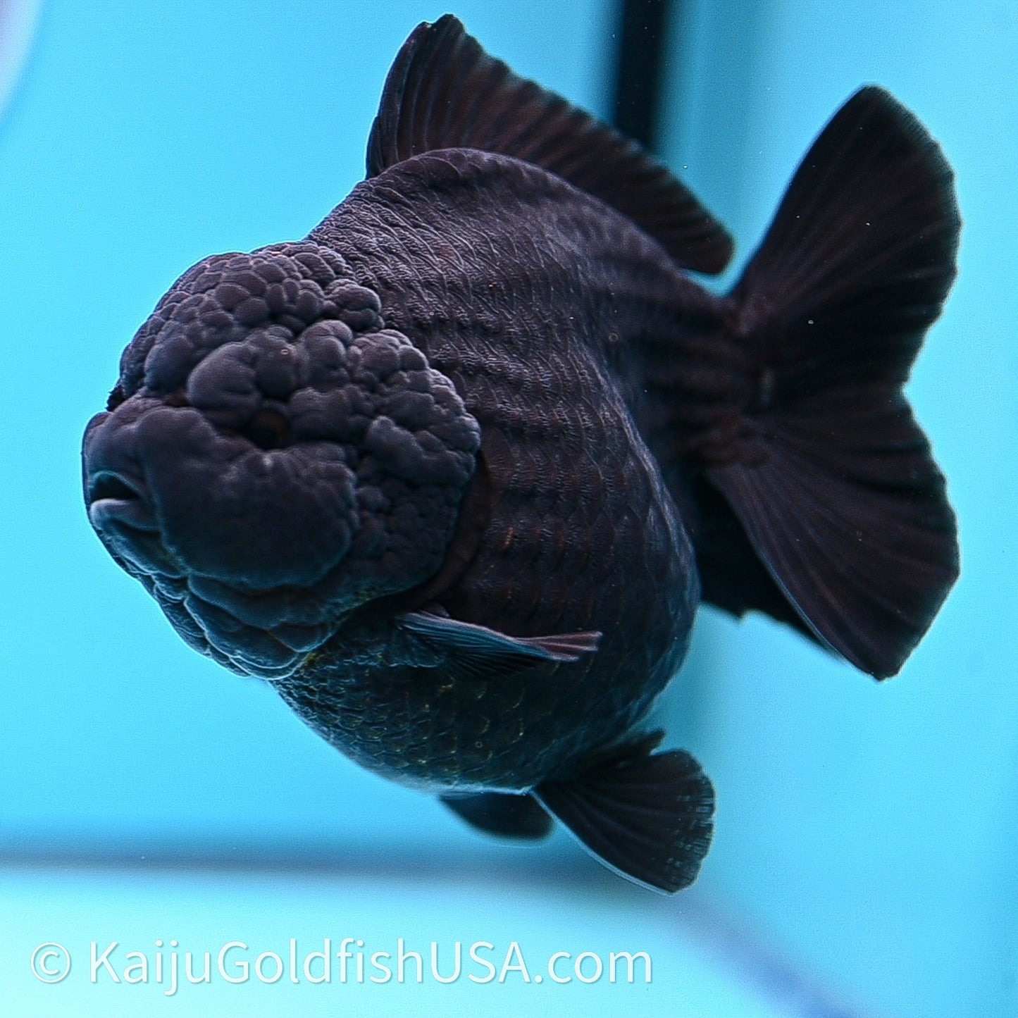 Jumbo Shogun Godzilla Jet Black Oranda 5in Body (240726_OR12) - Kaiju Goldfish USA