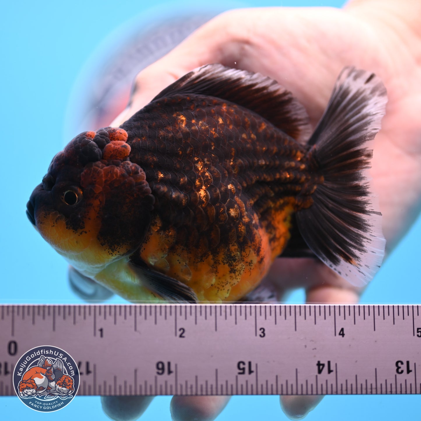 Shogun Red Kirin Oranda 4 inches Body - Female (250207_OR12)