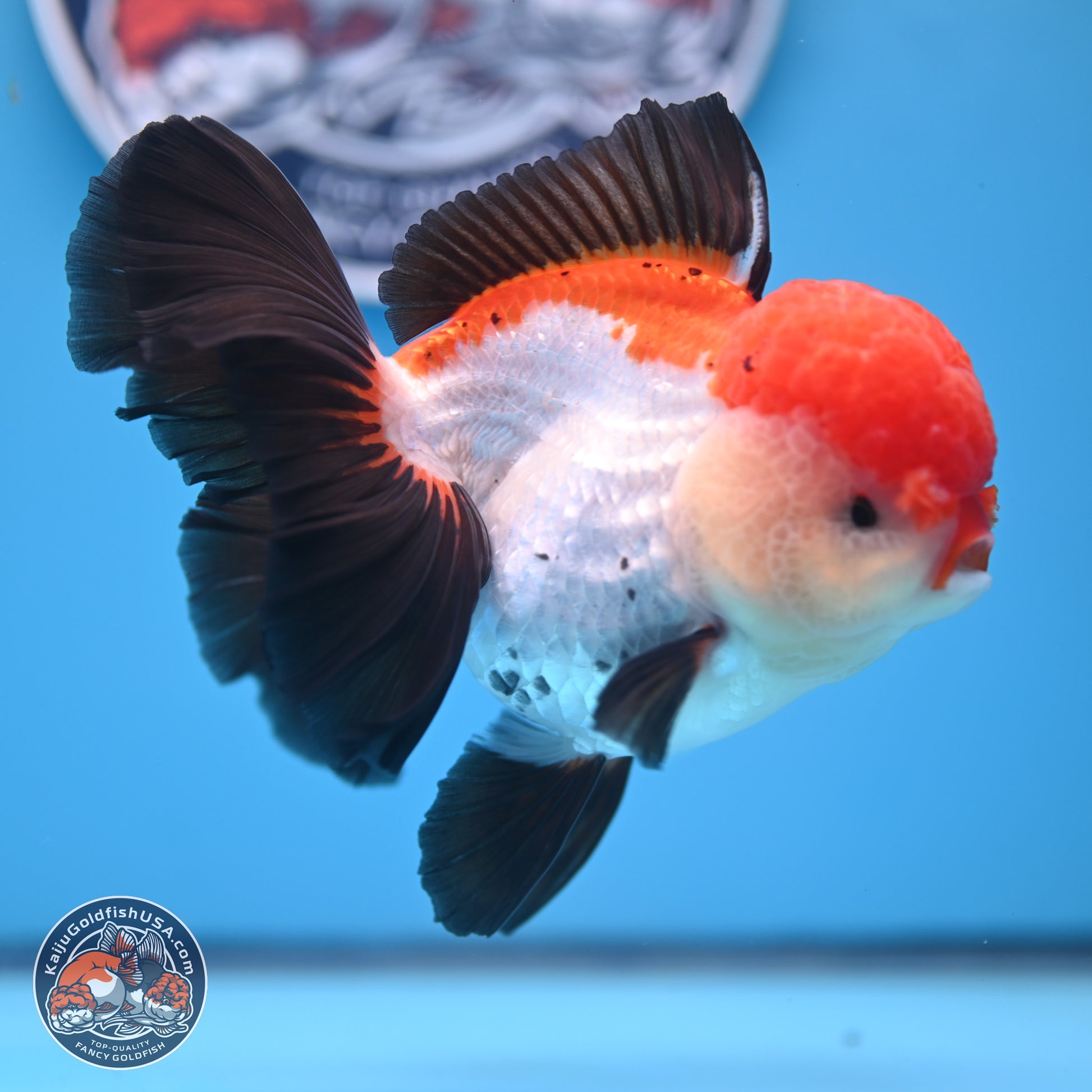 Large Tricolor Rose Tail Oranda 5.5 inches (241025_OR12) - Kaiju Goldfish USA