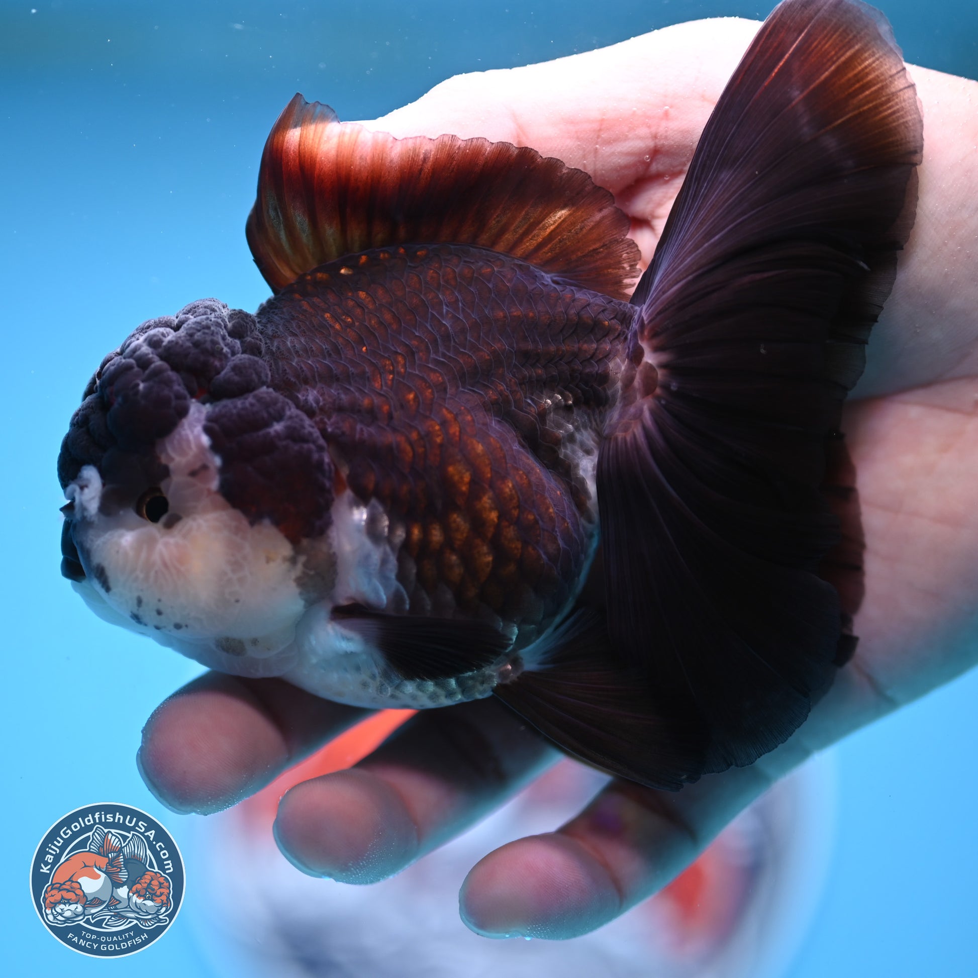 Panda Rose Tail Oranda 4.5 inches - Female (241206_OR12) - Kaiju Goldfish USA