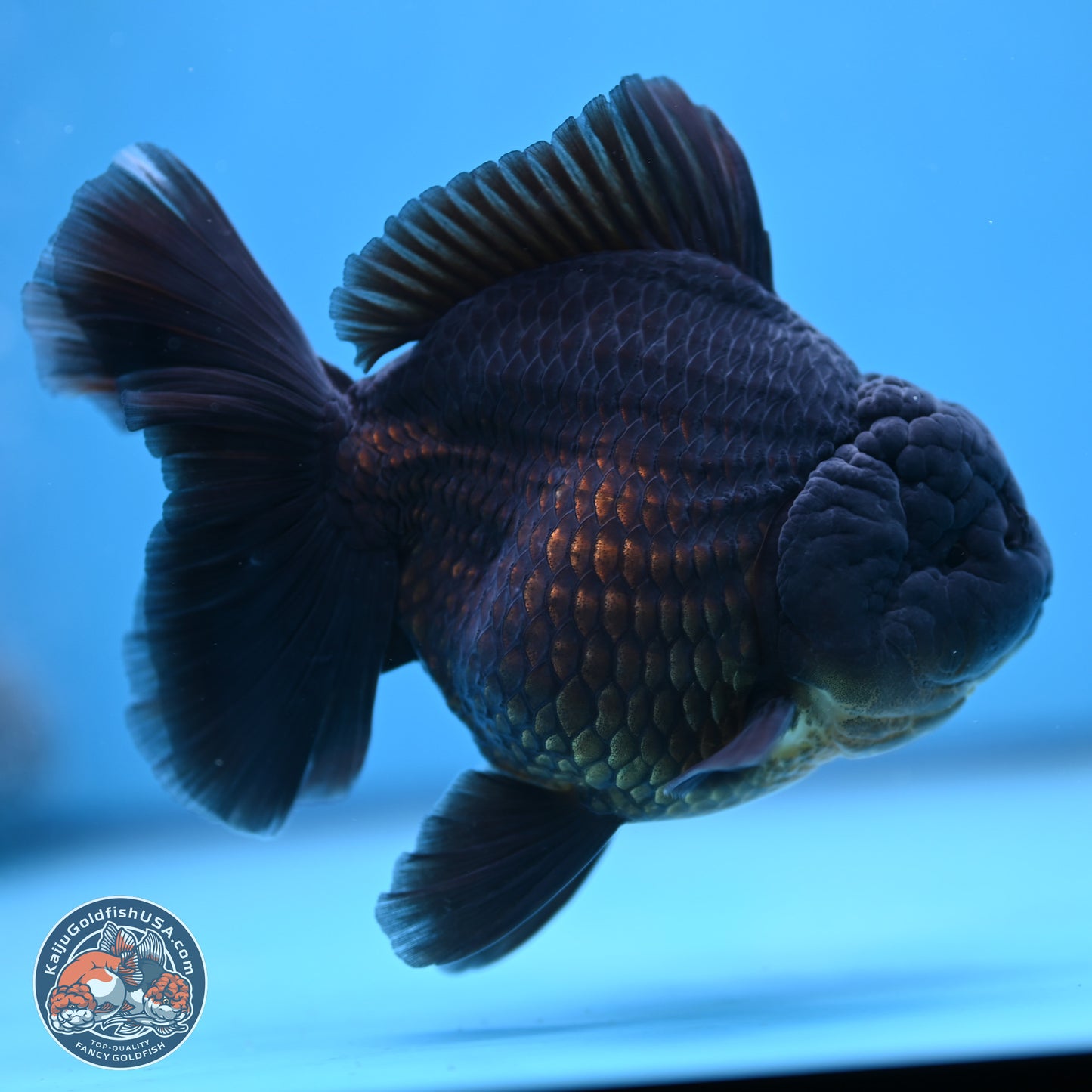 Jet Black Oranda 5.5 inches - Female (241115_OR12) - Kaiju Goldfish USA