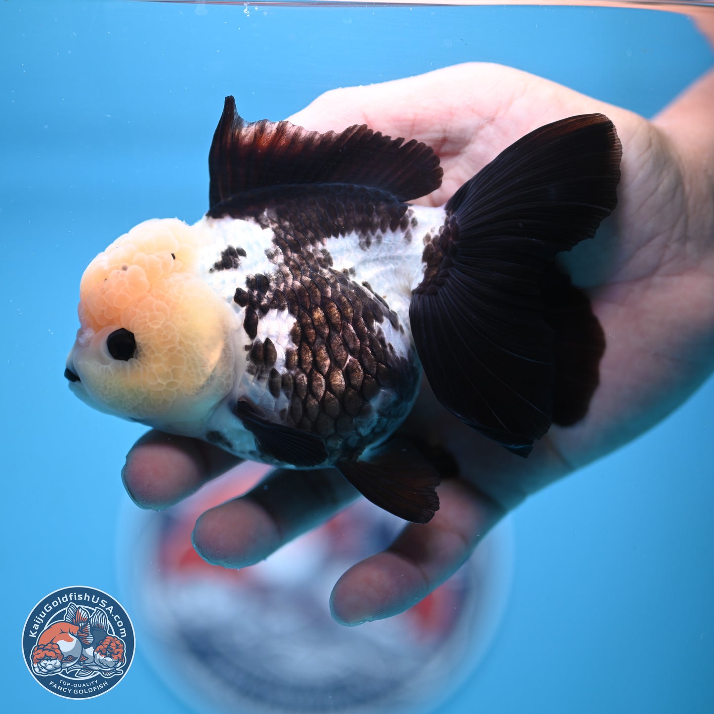 Panda Rose Tail Oranda 4.5 inches - Female (241122_OR12) - Kaiju Goldfish USA