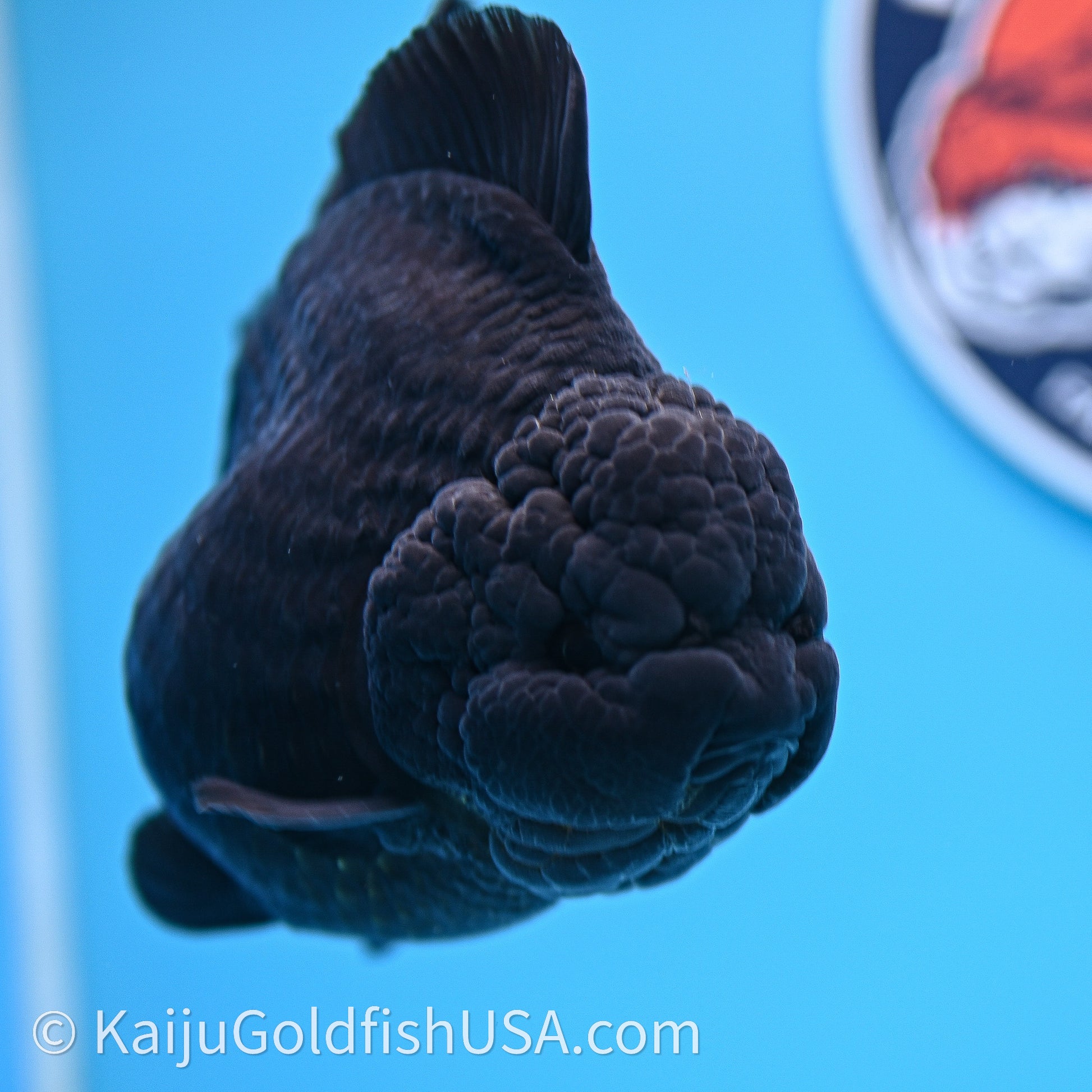 Jumbo Shogun Godzilla Jet Black Oranda 5in Body (240726_OR12) - Kaiju Goldfish USA