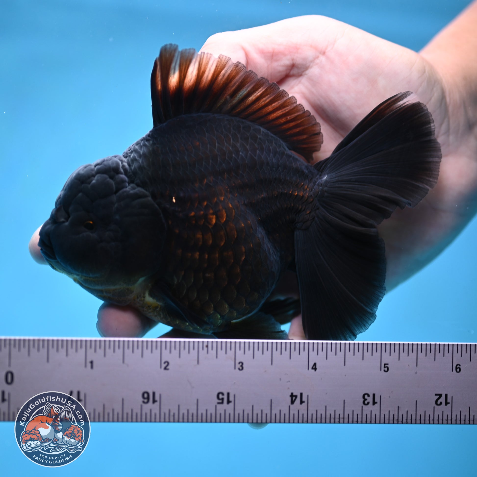 Jet Black Oranda 5.5 inches - Female (241115_OR12) - Kaiju Goldfish USA