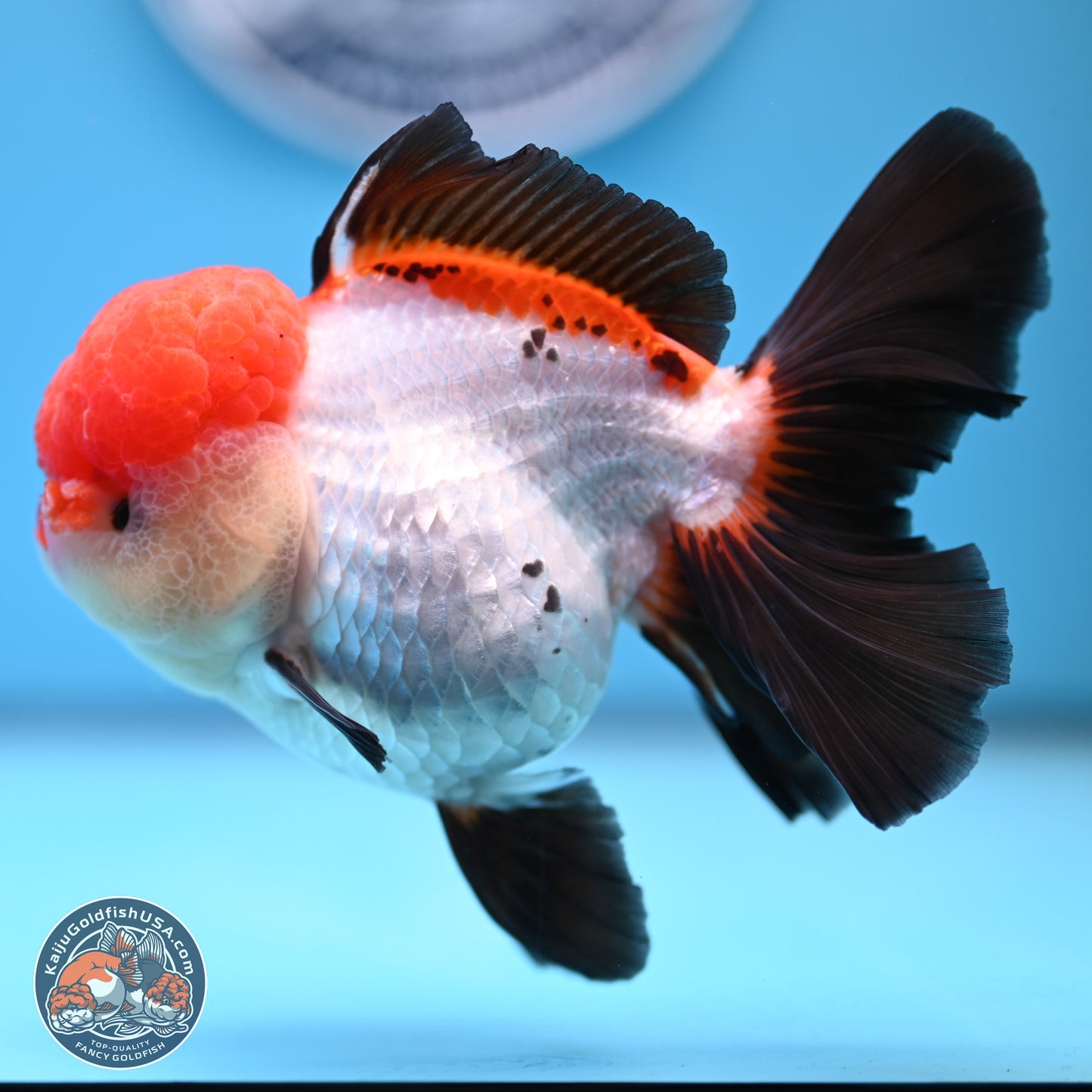 Large Tricolor Rose Tail Oranda 5.5 inches (241025_OR12) - Kaiju Goldfish USA