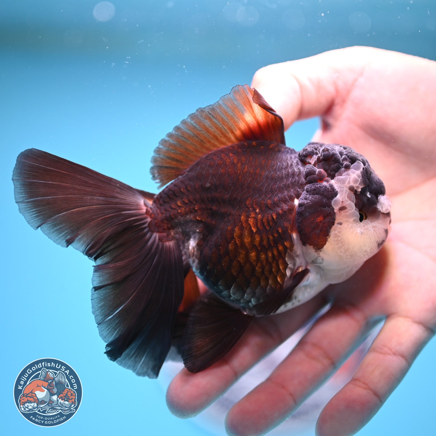 Panda Rose Tail Oranda 4.5 inches - Female (241206_OR12) - Kaiju Goldfish USA