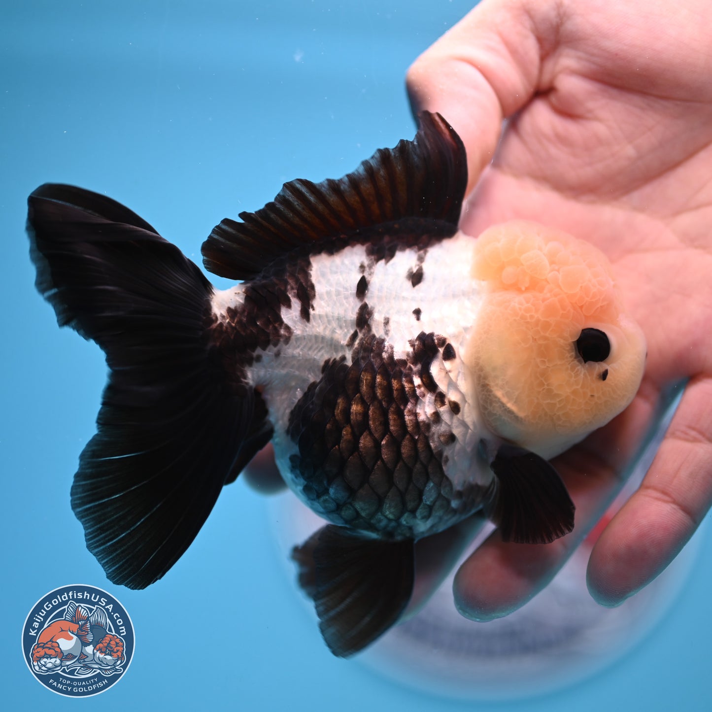 Panda Rose Tail Oranda 4.5 inches - Female (241122_OR12) - Kaiju Goldfish USA