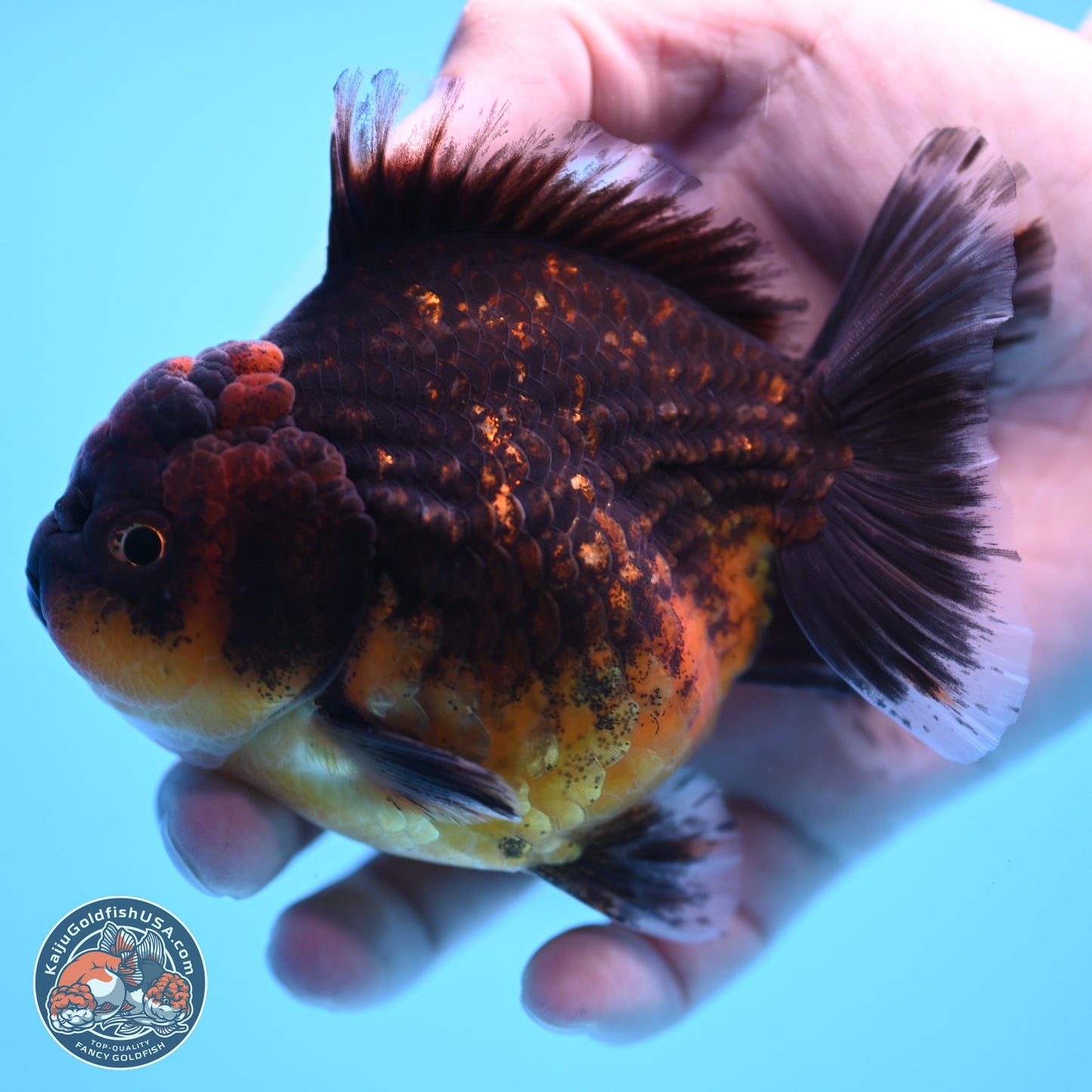 Shogun Red Kirin Oranda 4 inches Body - Female (250207_OR12)