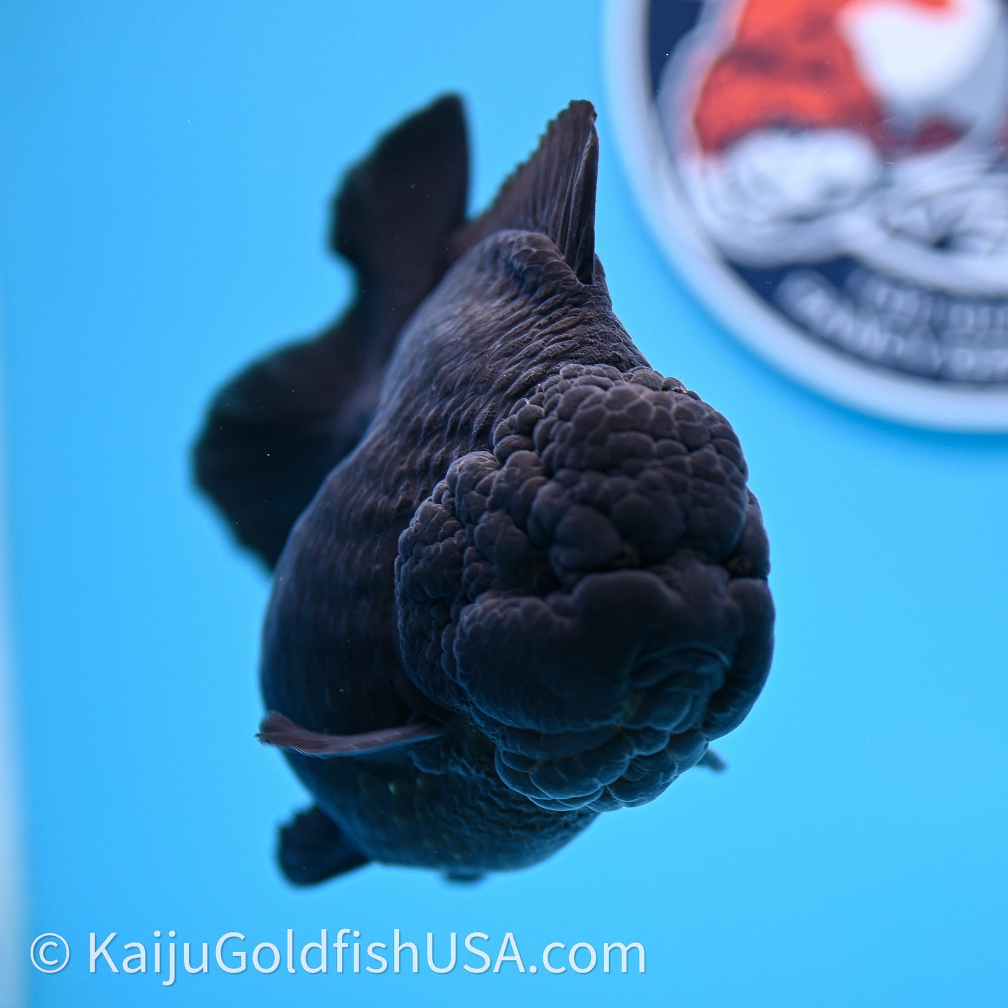 Jumbo Shogun Godzilla Jet Black Oranda 5in Body (240726_OR12) - Kaiju Goldfish USA