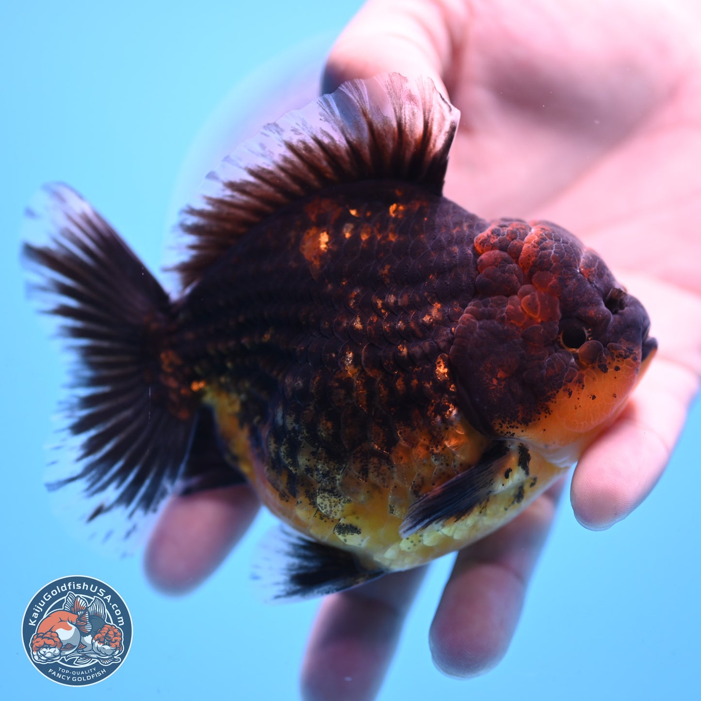 Shogun Red Kirin Oranda 4 inches Body - Female (250207_OR12)