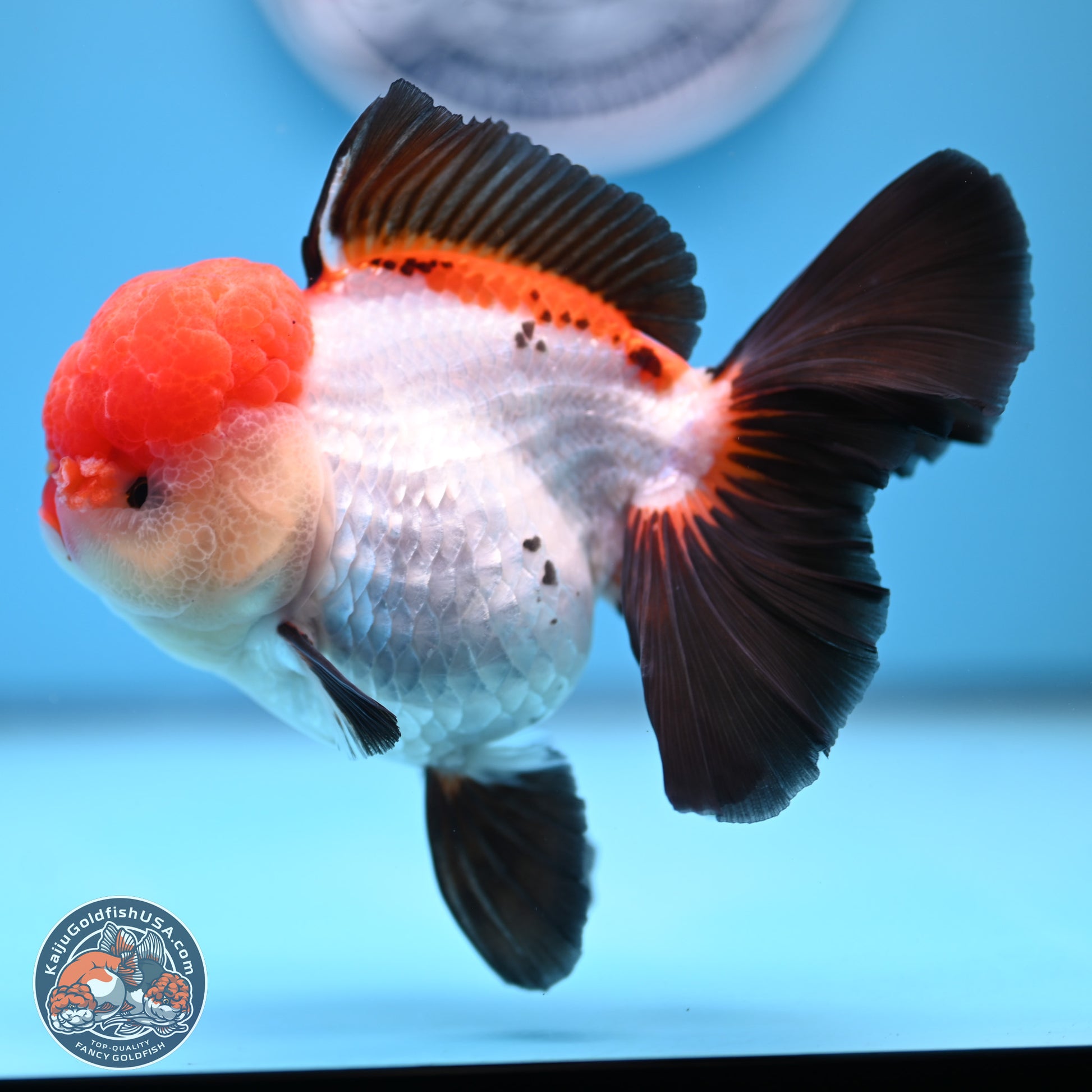 Large Tricolor Rose Tail Oranda 5.5 inches (241025_OR12) - Kaiju Goldfish USA