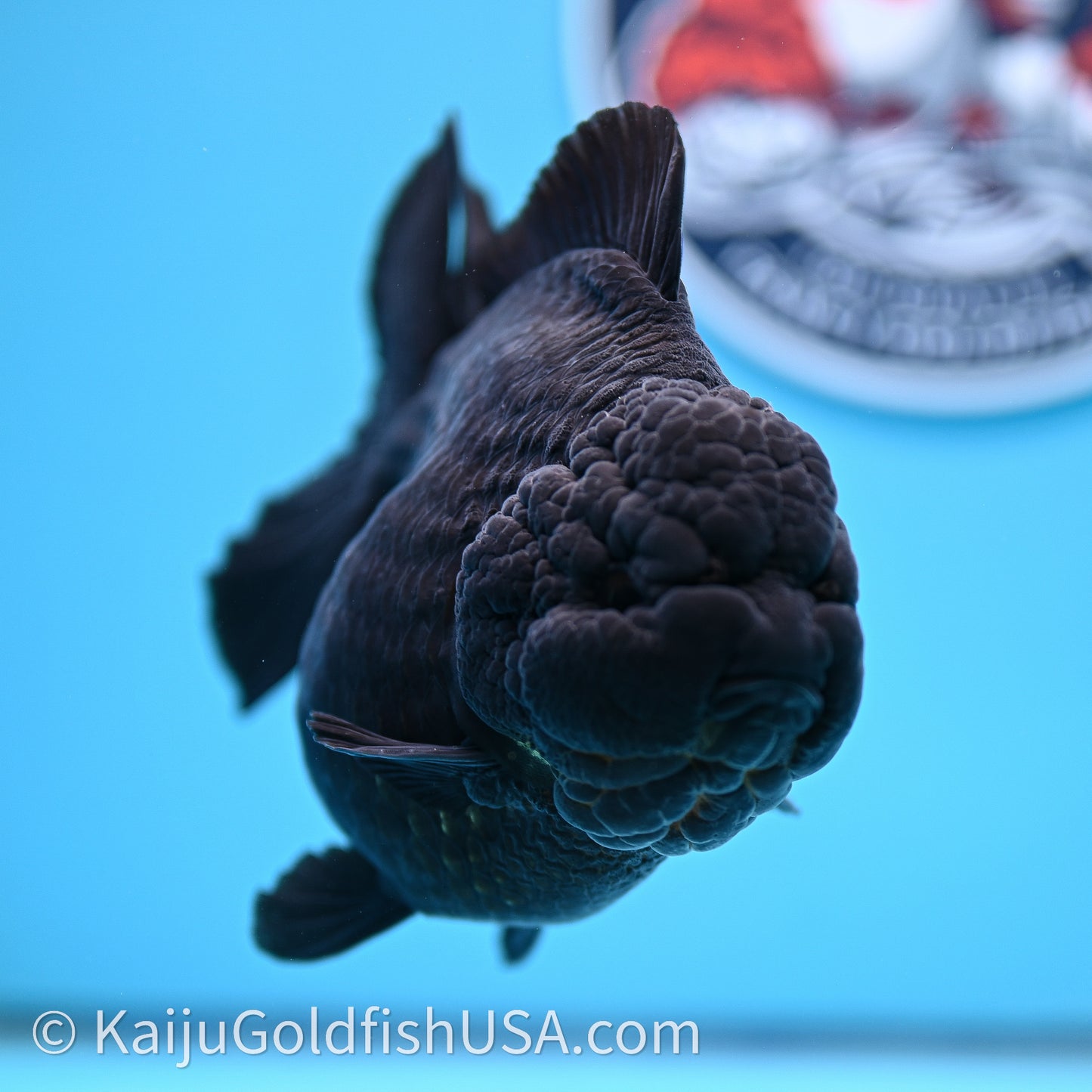 Jumbo Shogun Godzilla Jet Black Oranda 5in Body (240726_OR12) - Kaiju Goldfish USA