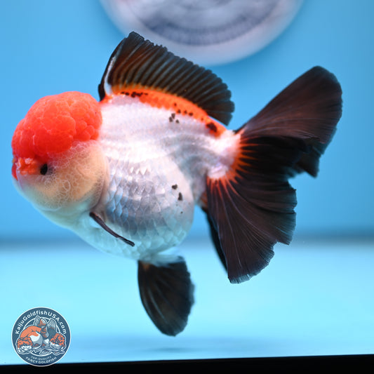 Large Tricolor Rose Tail Oranda 5.5 inches (241025_OR12) - Kaiju Goldfish USA