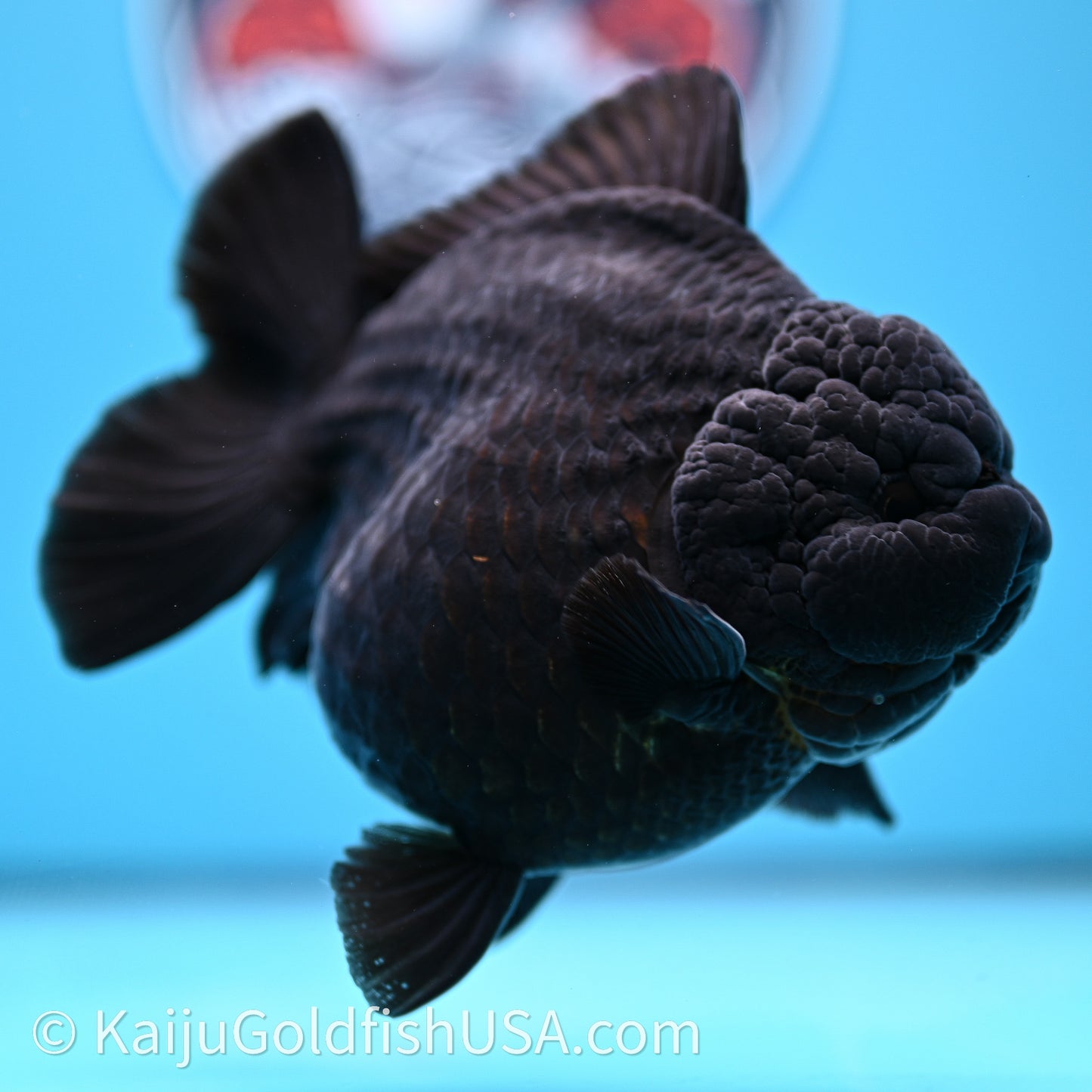 Jumbo Shogun Godzilla Jet Black Oranda 5in Body (240726_OR12) - Kaiju Goldfish USA