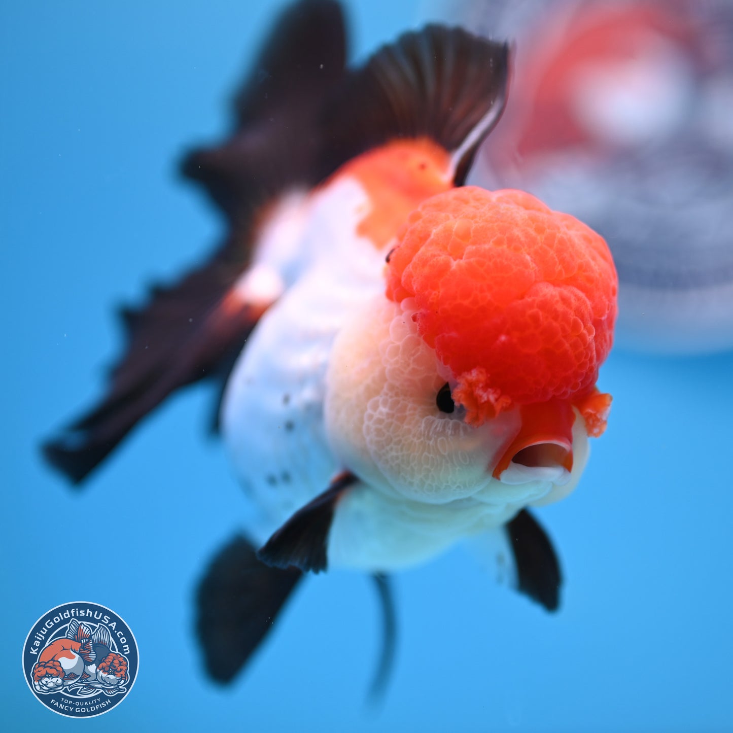 Large Tricolor Rose Tail Oranda 5.5 inches (241025_OR12) - Kaiju Goldfish USA