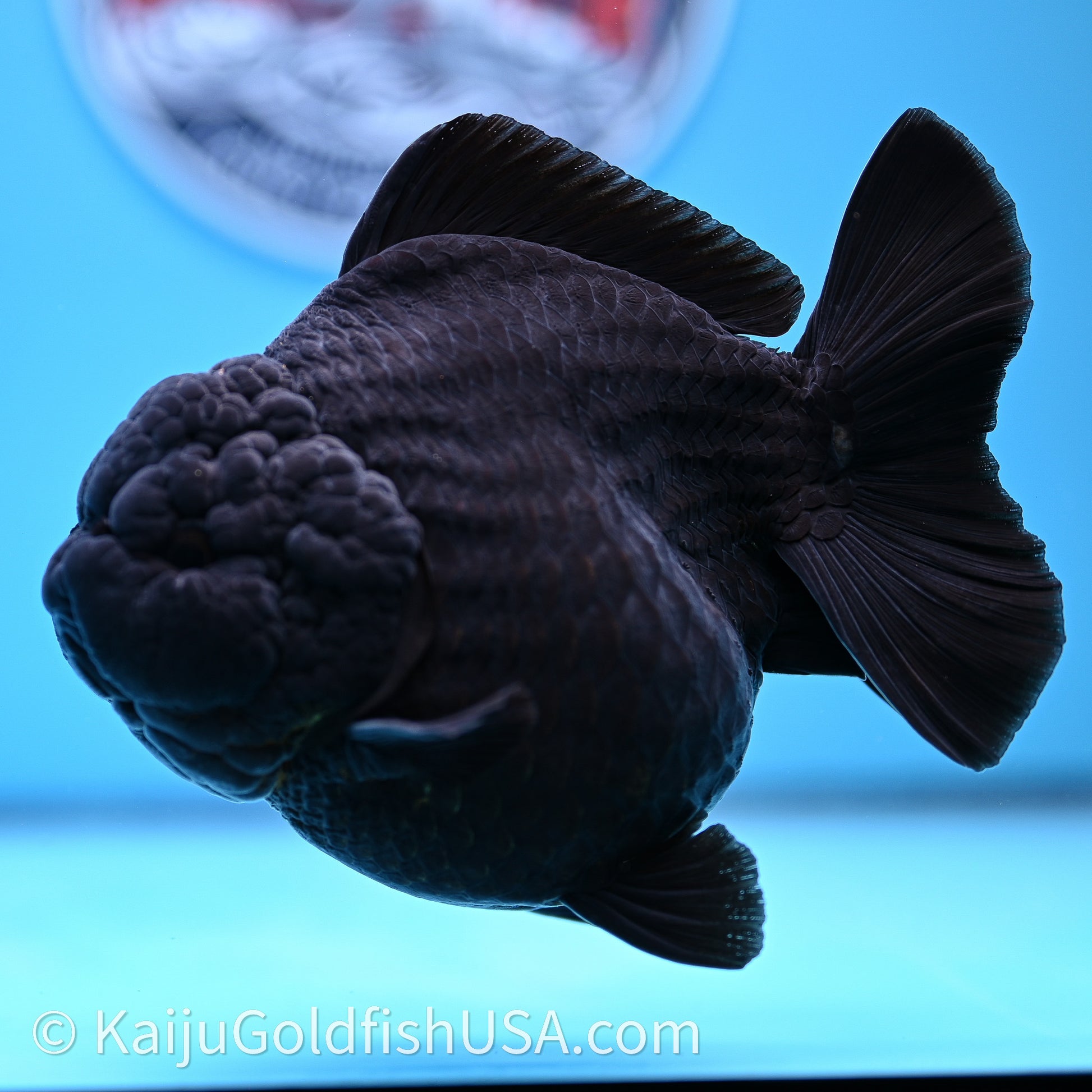 Jumbo Shogun Godzilla Jet Black Oranda 5in Body (240726_OR12) - Kaiju Goldfish USA