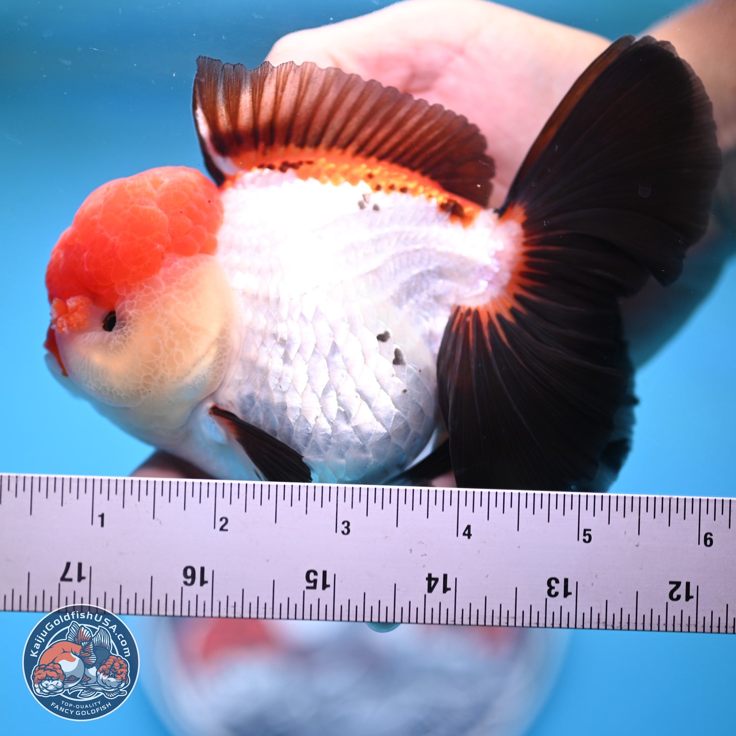 Large Tricolor Rose Tail Oranda 5.5 inches (241025_OR12) - Kaiju Goldfish USA