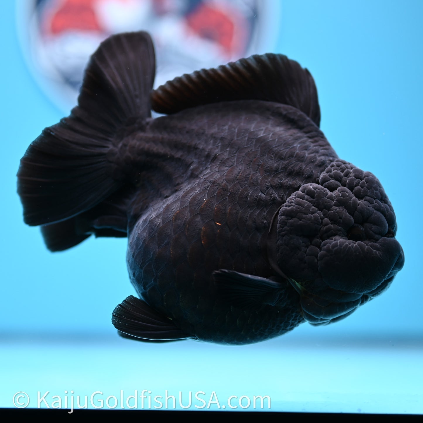 Jumbo Shogun Godzilla Jet Black Oranda 5in Body (240726_OR12) - Kaiju Goldfish USA