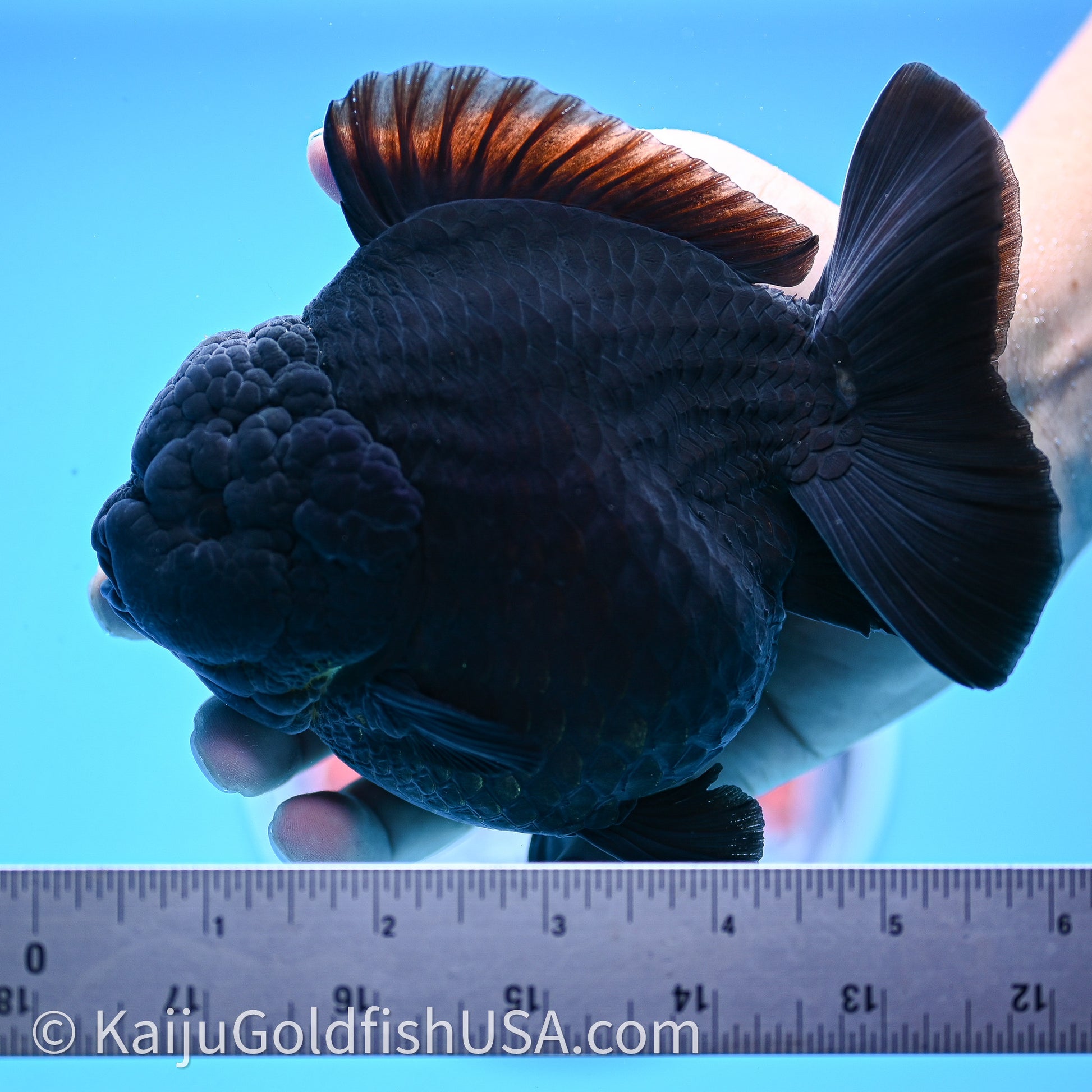 Jumbo Shogun Godzilla Jet Black Oranda 5in Body (240726_OR12) - Kaiju Goldfish USA