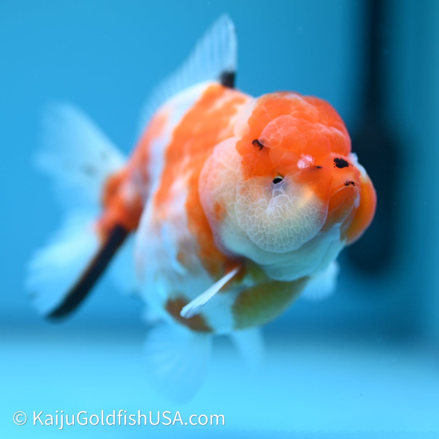 Shogun Godzilla Sakura Oranda 3.5in Body (240614_OR12) - Kaiju Goldfish USA