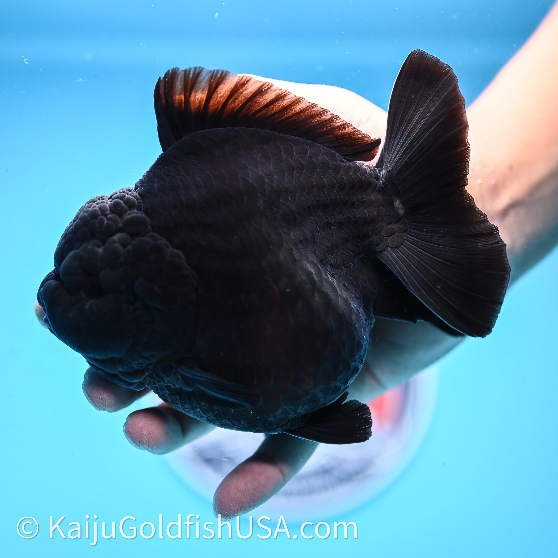 Jumbo Shogun Godzilla Jet Black Oranda 5in Body (240726_OR12) - Kaiju Goldfish USA