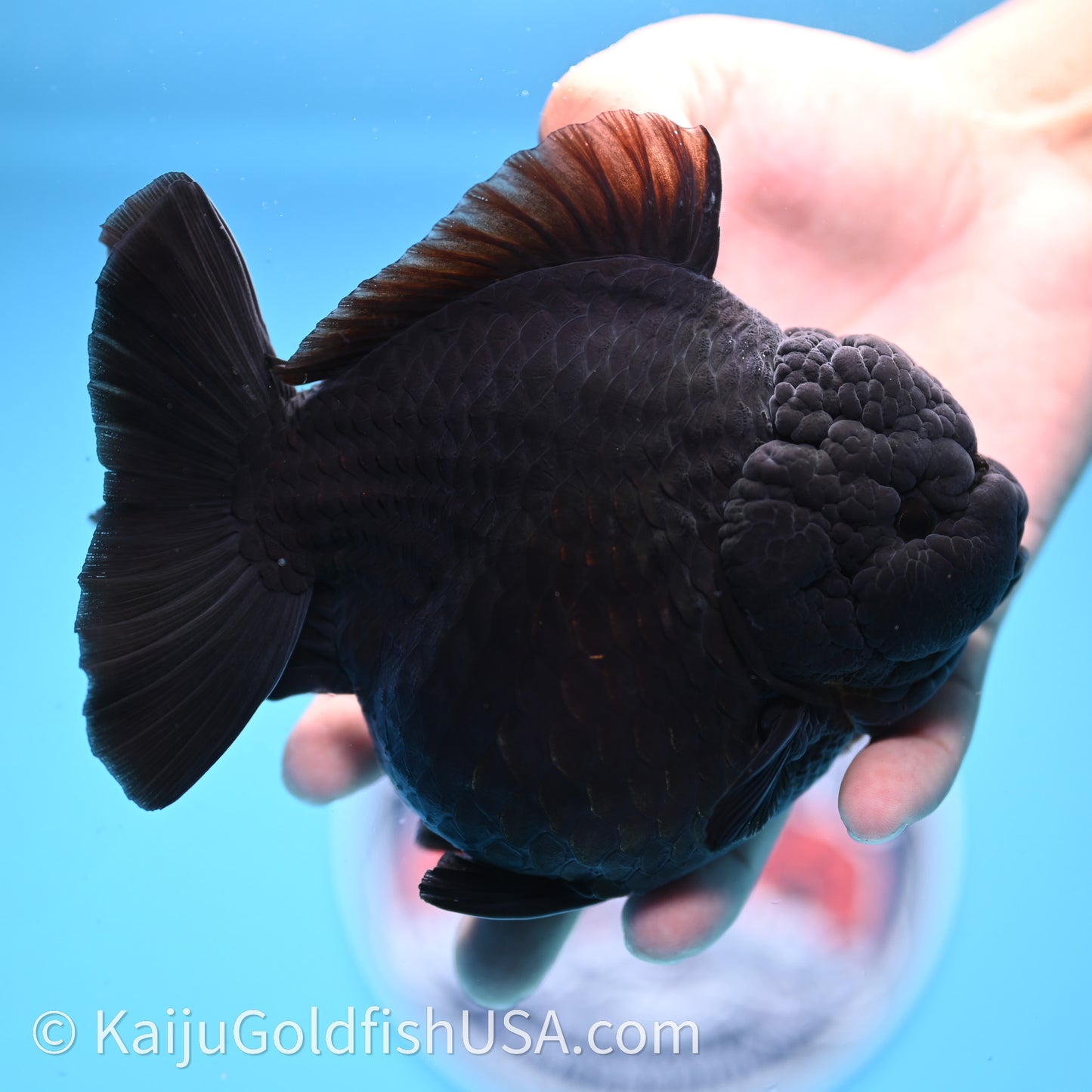 Jumbo Shogun Godzilla Jet Black Oranda 5in Body (240726_OR12) - Kaiju Goldfish USA